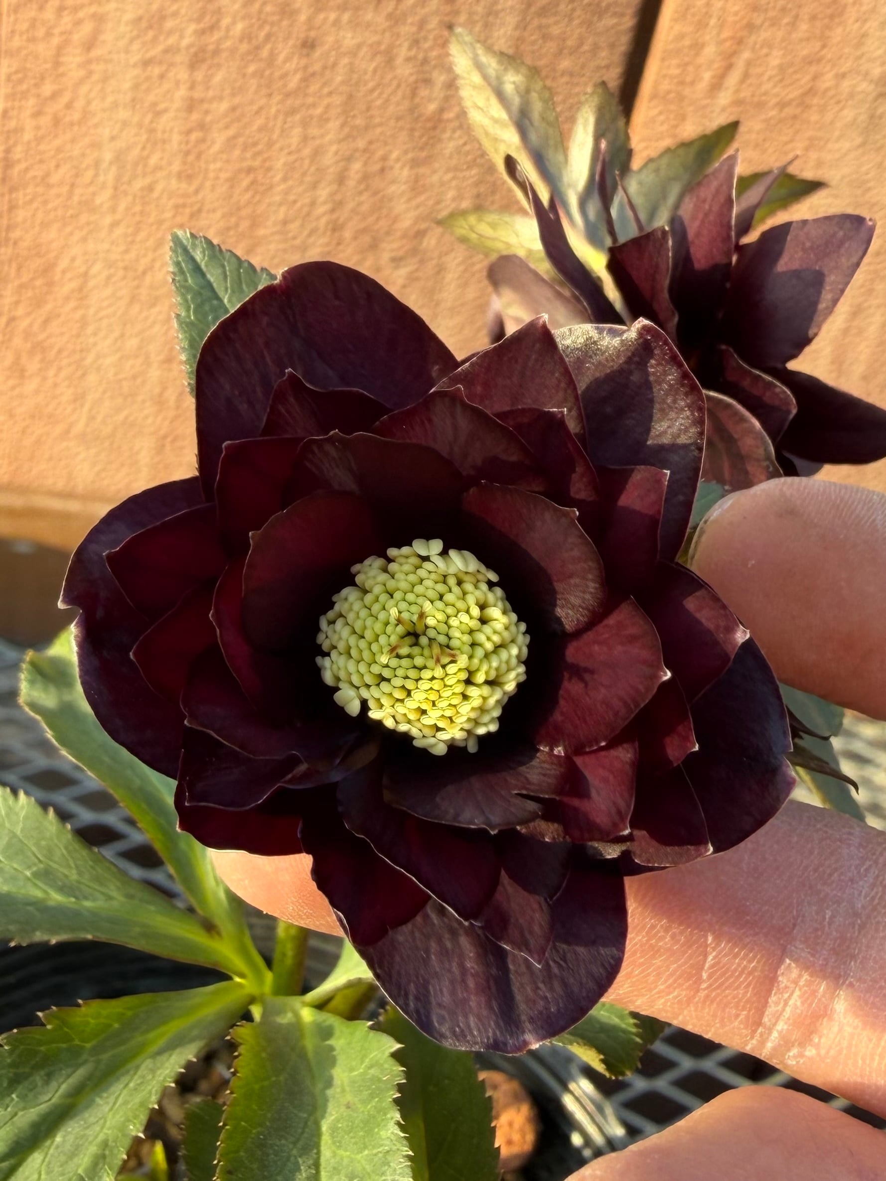 キラメキ☆チョコレート 加藤農園 クリスマスローズ【Ka108】送料無料