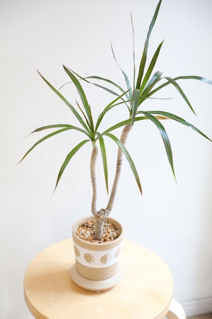 【S】コンシンネ マジェンダ/Dracaena marginata magenta