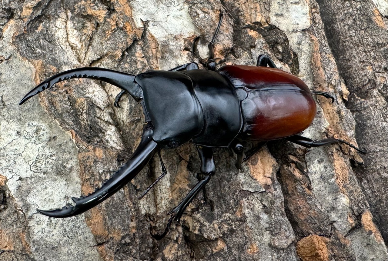 《アローコクワ亜種リエン 74mm ♂♀♀トリオ》