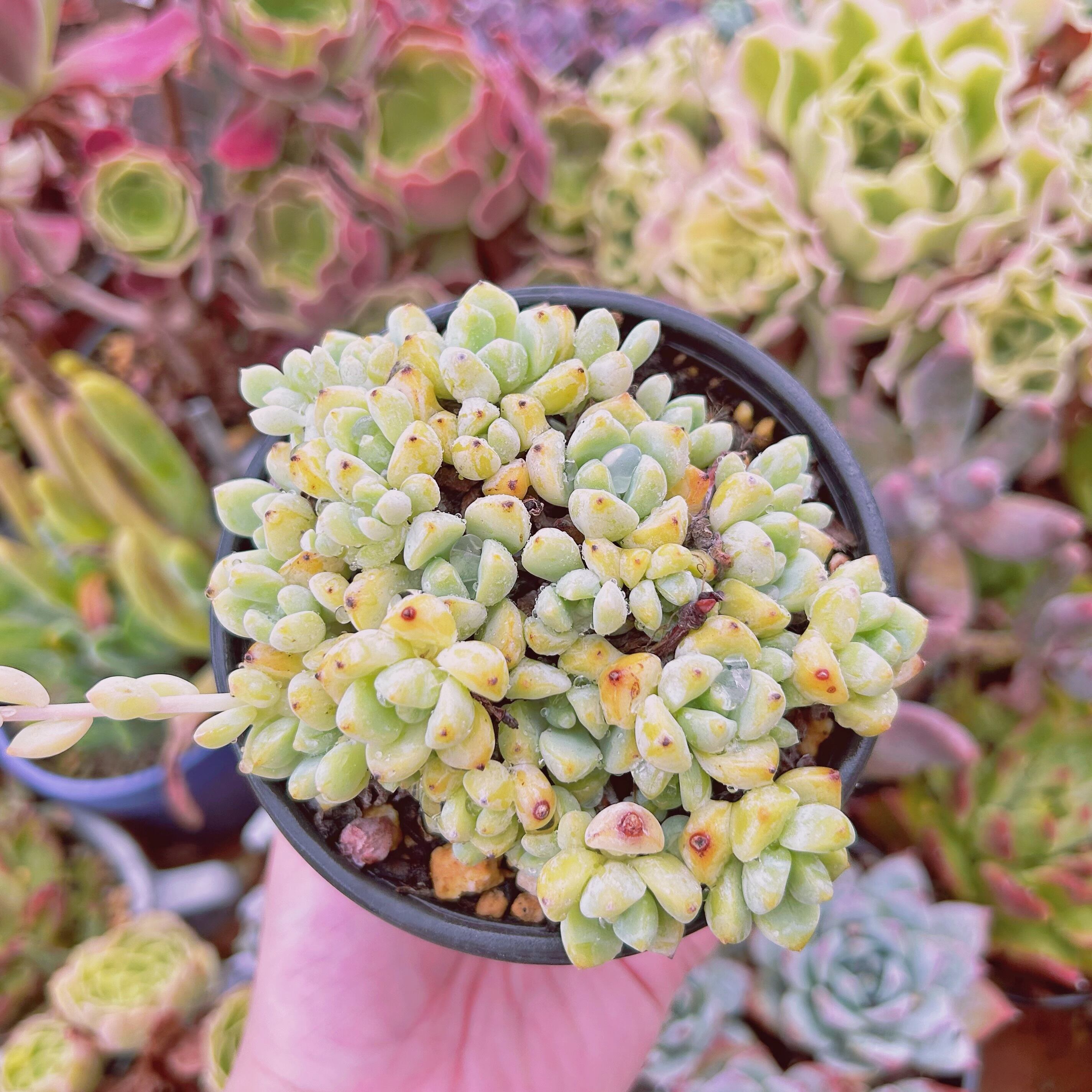 現物　多肉植物　香姫　特大群生　抜き苗