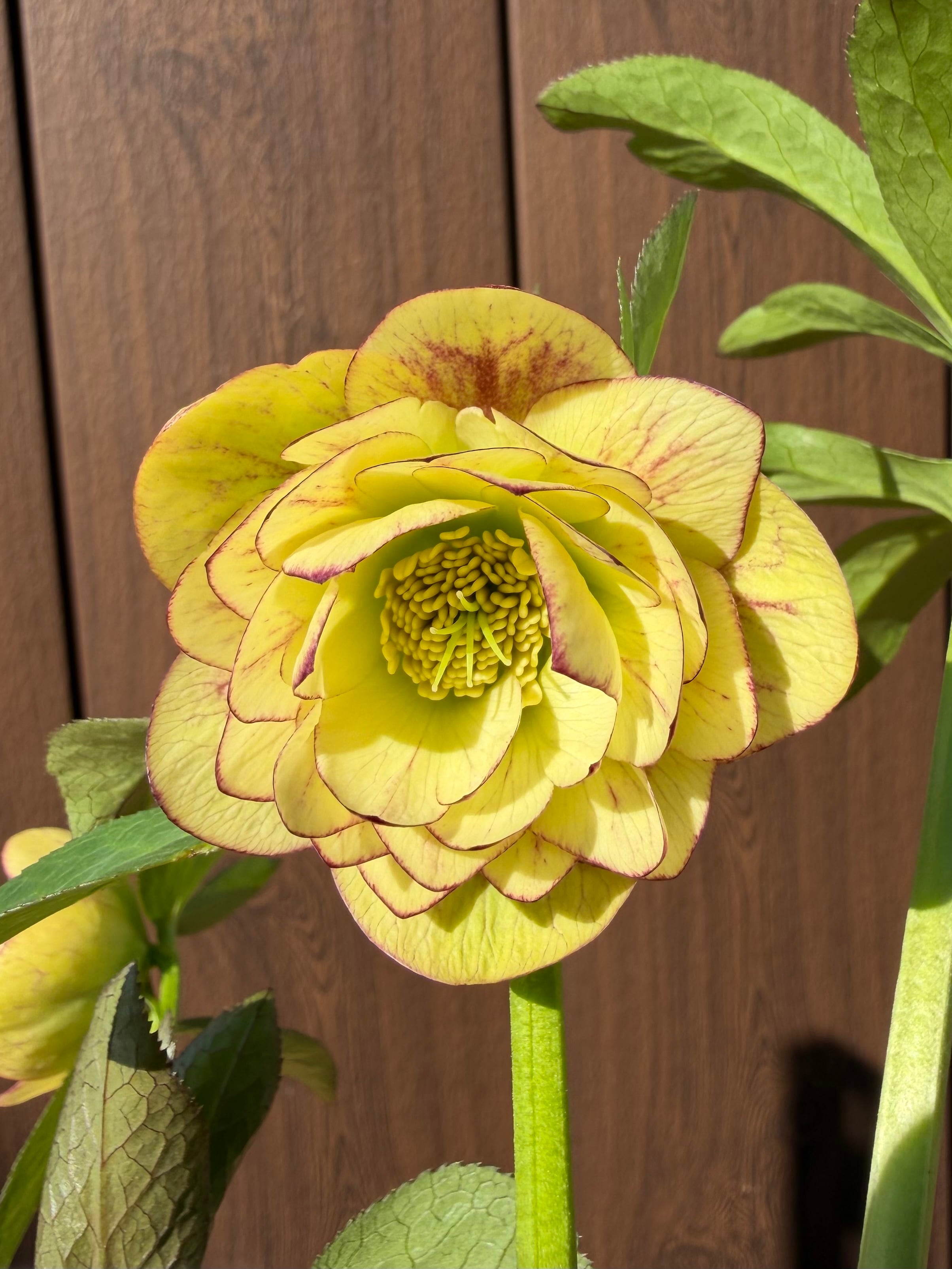 グロッシーカラー☆イエロープリマ系 加藤農園 クリスマスローズ