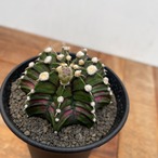 GymnocalyciumLB2178 HYB【ギムノカリキウム・LBハイブリッド】