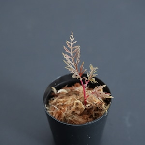ベゴニア ビピンナティフィダ Begonia bipinnatifida｜苔テラリウム作製用素材