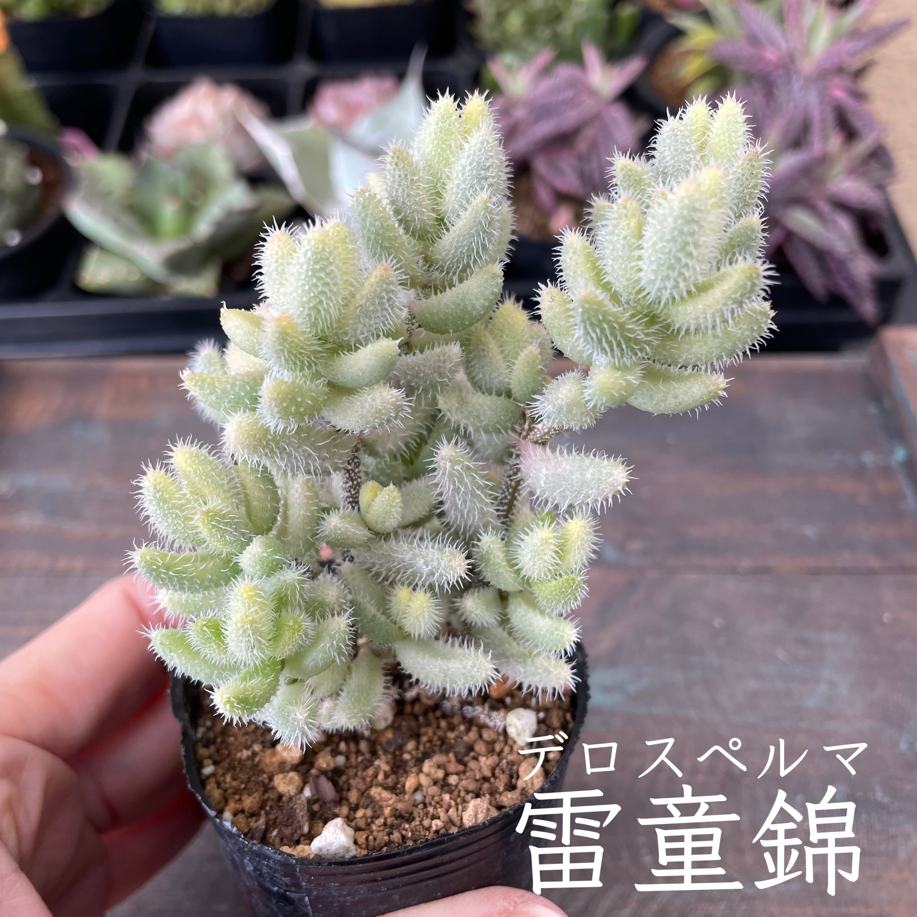 大人気 美苗【メキシカンスノーボール錦 3】エケベリア 韓国多肉 | E