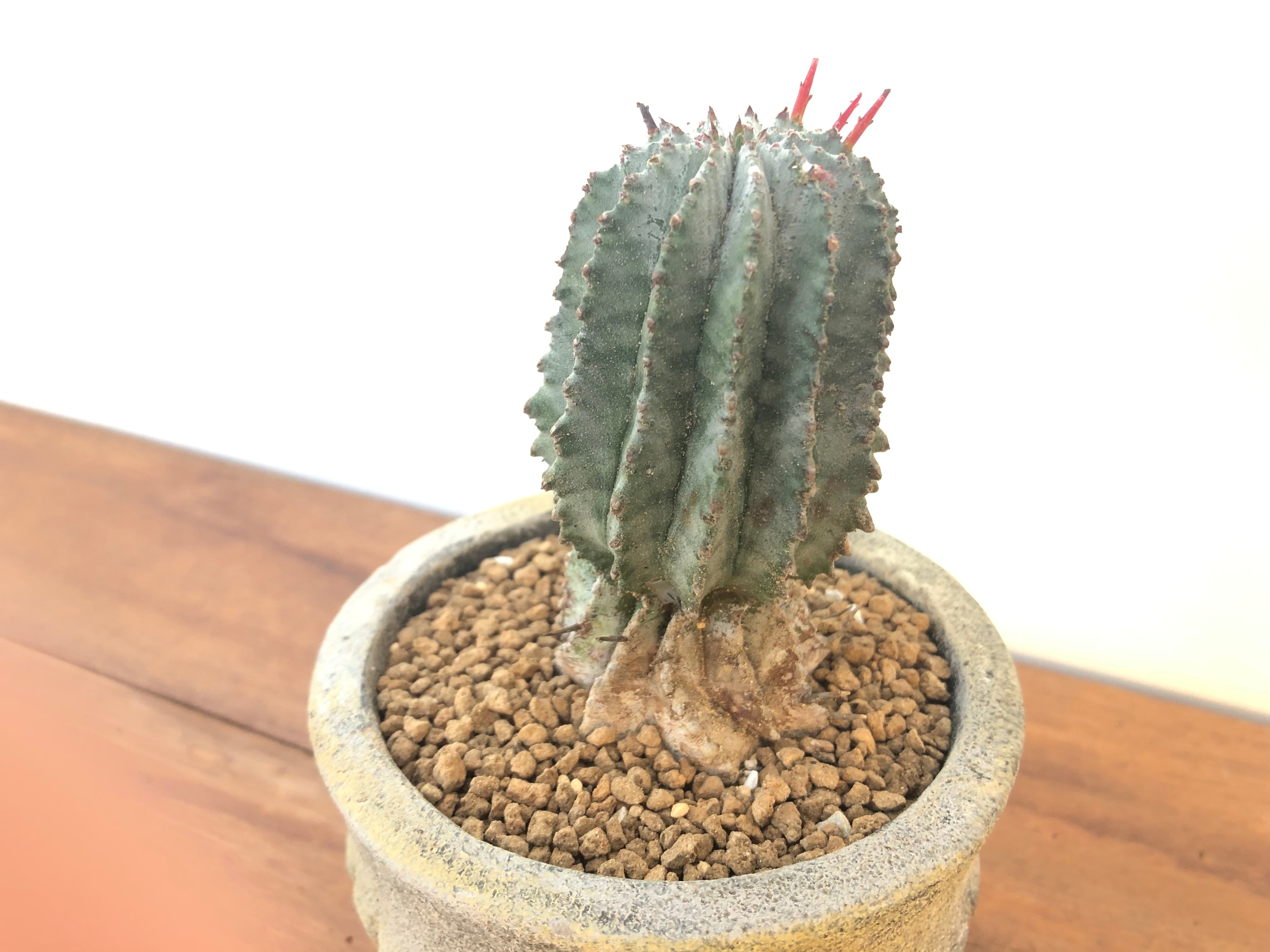 Euphorbia Horrida ユーフォルビア・ホリダ 多肉植物 ミニ鉢 | plants