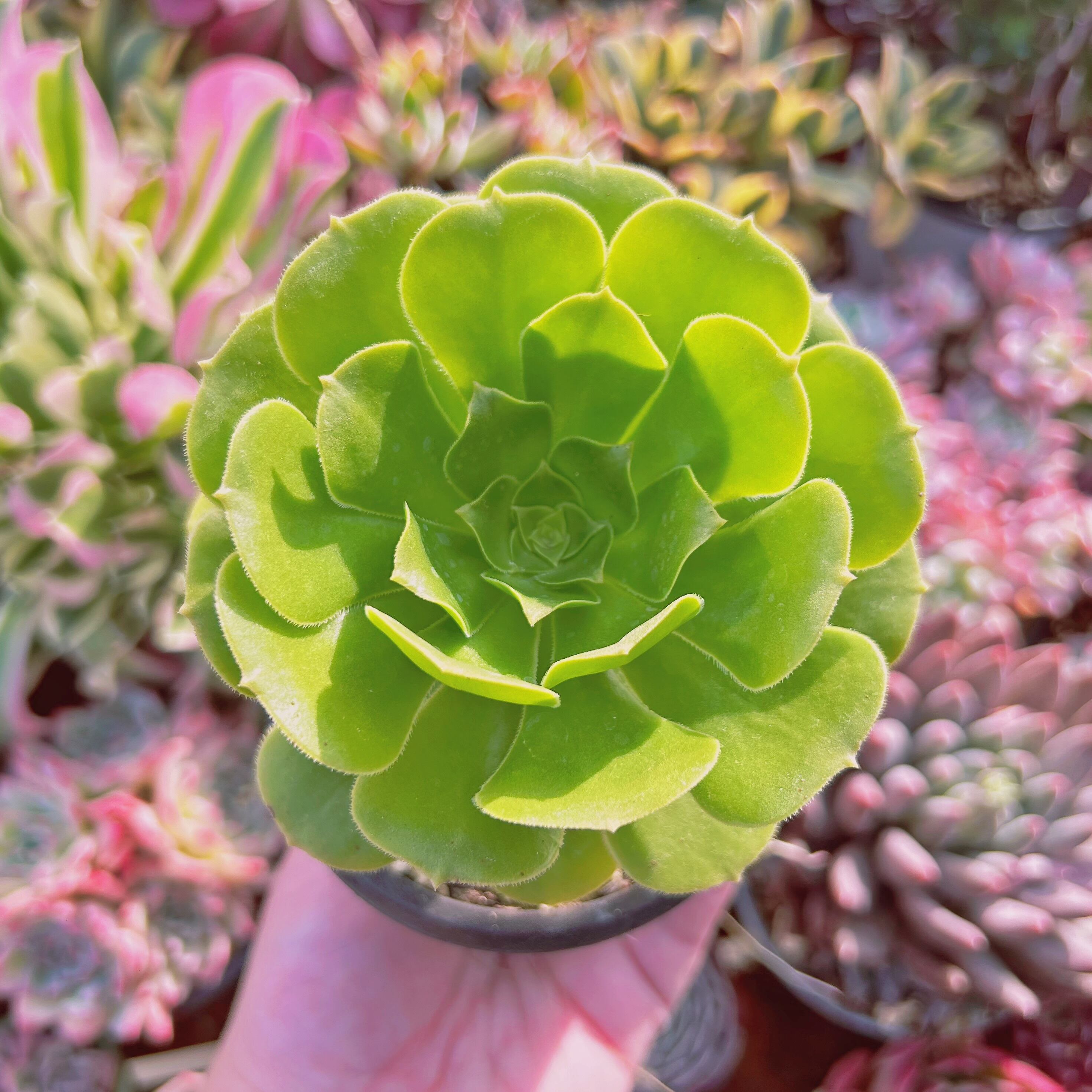 多肉植物　Aeonium グリーンカシミヤ　特大　抜き苗