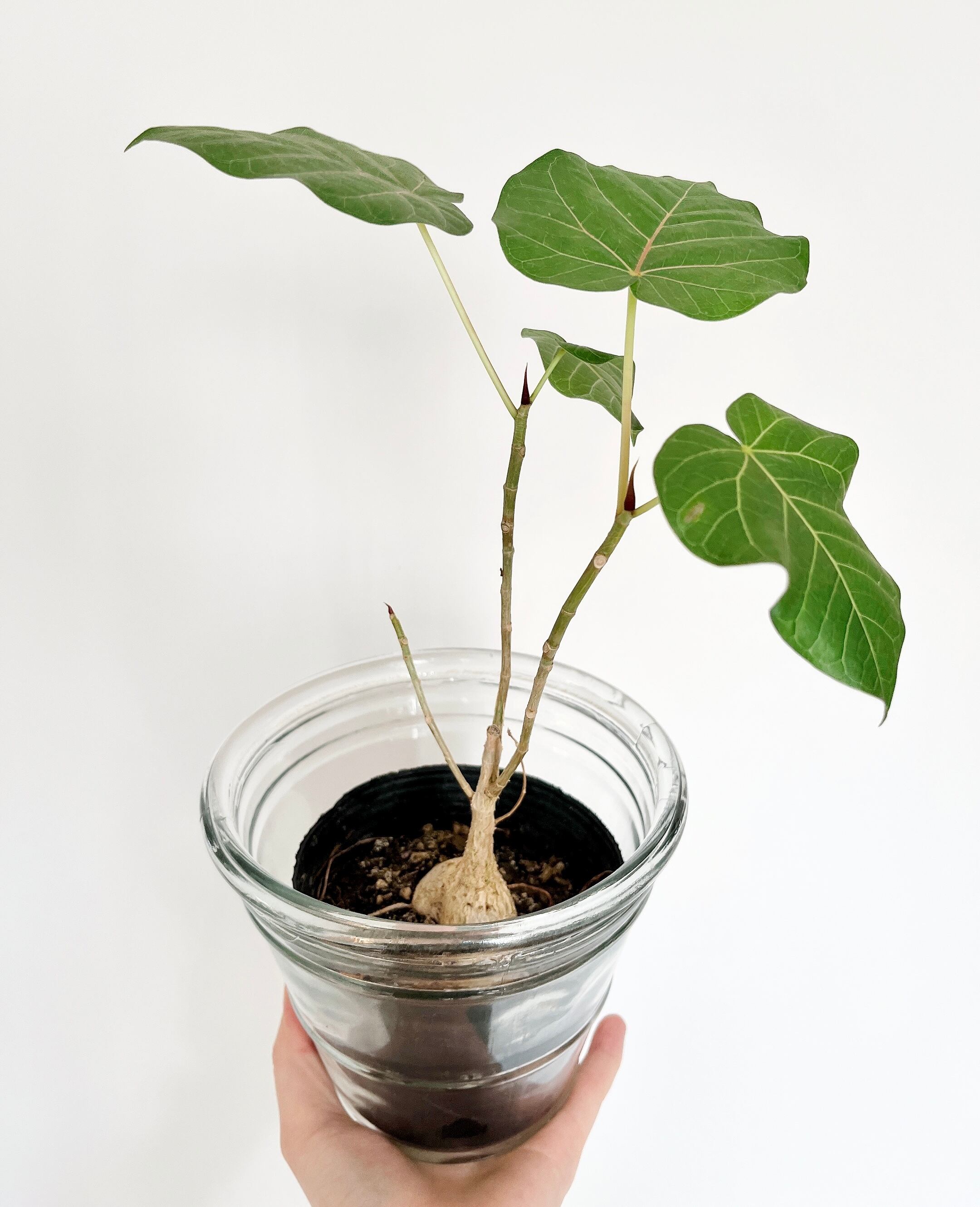 現品発送 希少 観葉植物 室内 フィカス ペティオラリス 実生 赤ウンベラータ Calmcafe