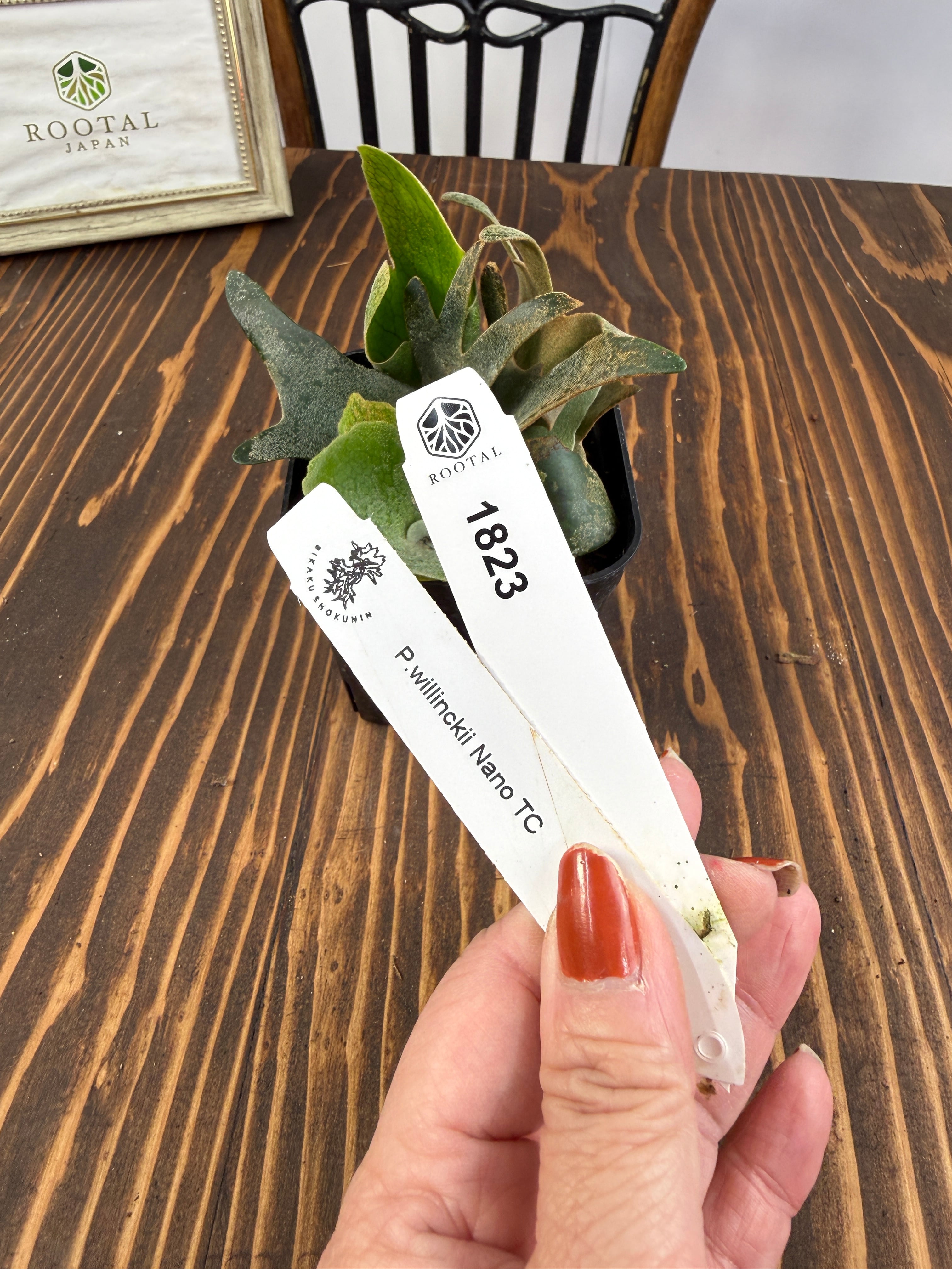 ビカクシダ | ROOTALPLANTS