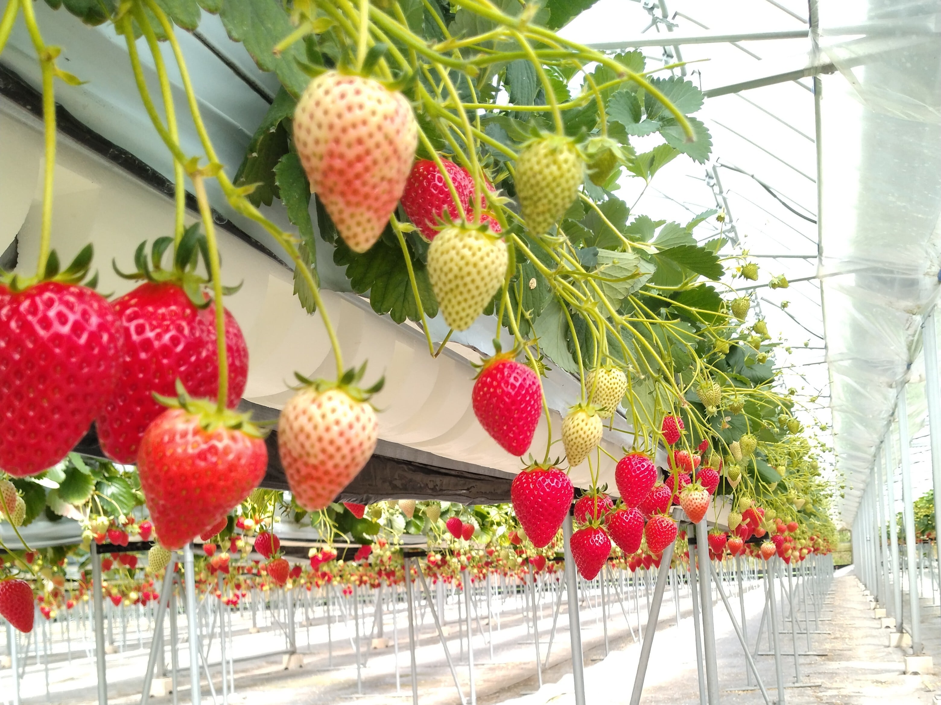 2パックセット】完熟 美都イチゴ350g×2パック！高津川の水で育てました