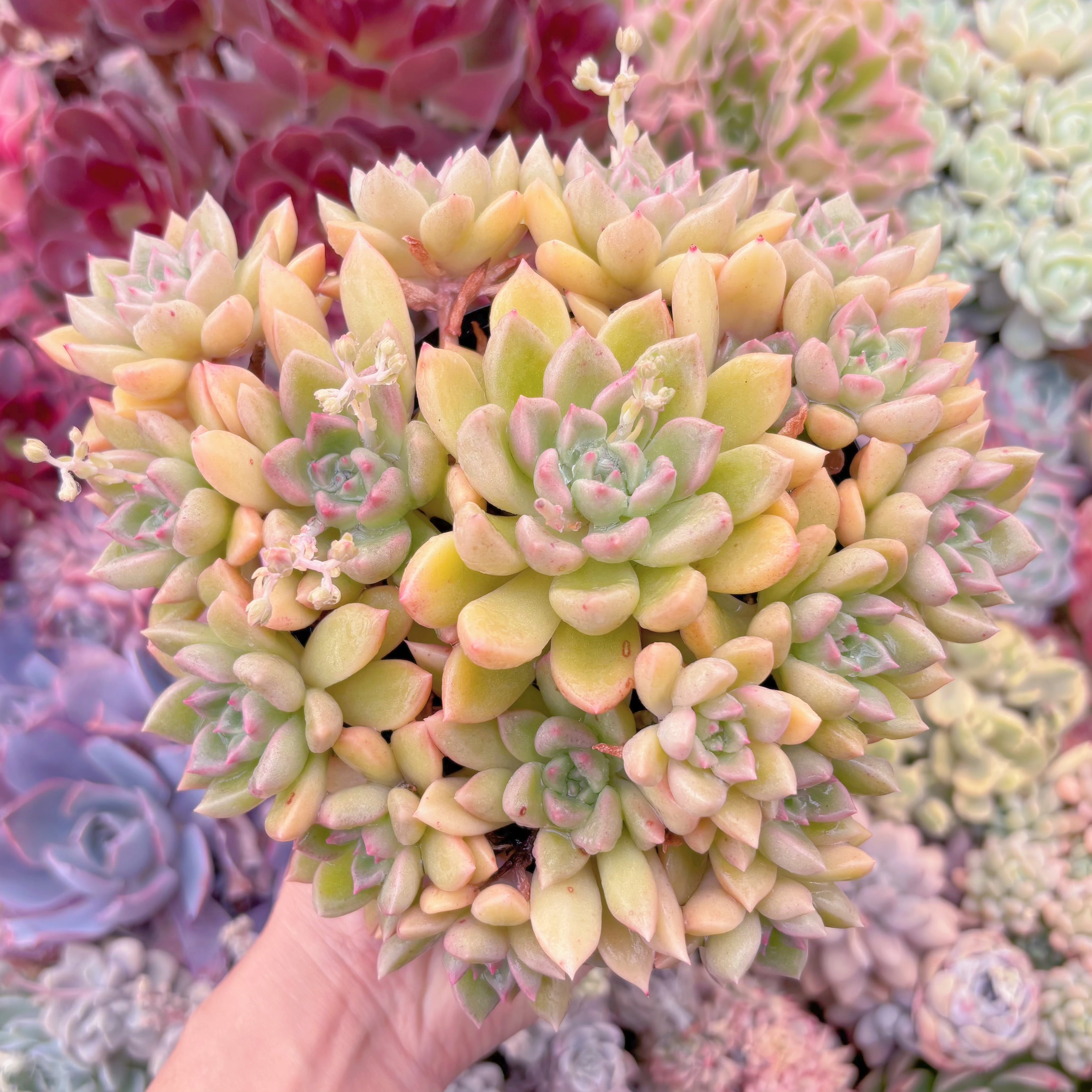 現物　アルジェ#2030　古株群生　特大　るる農園