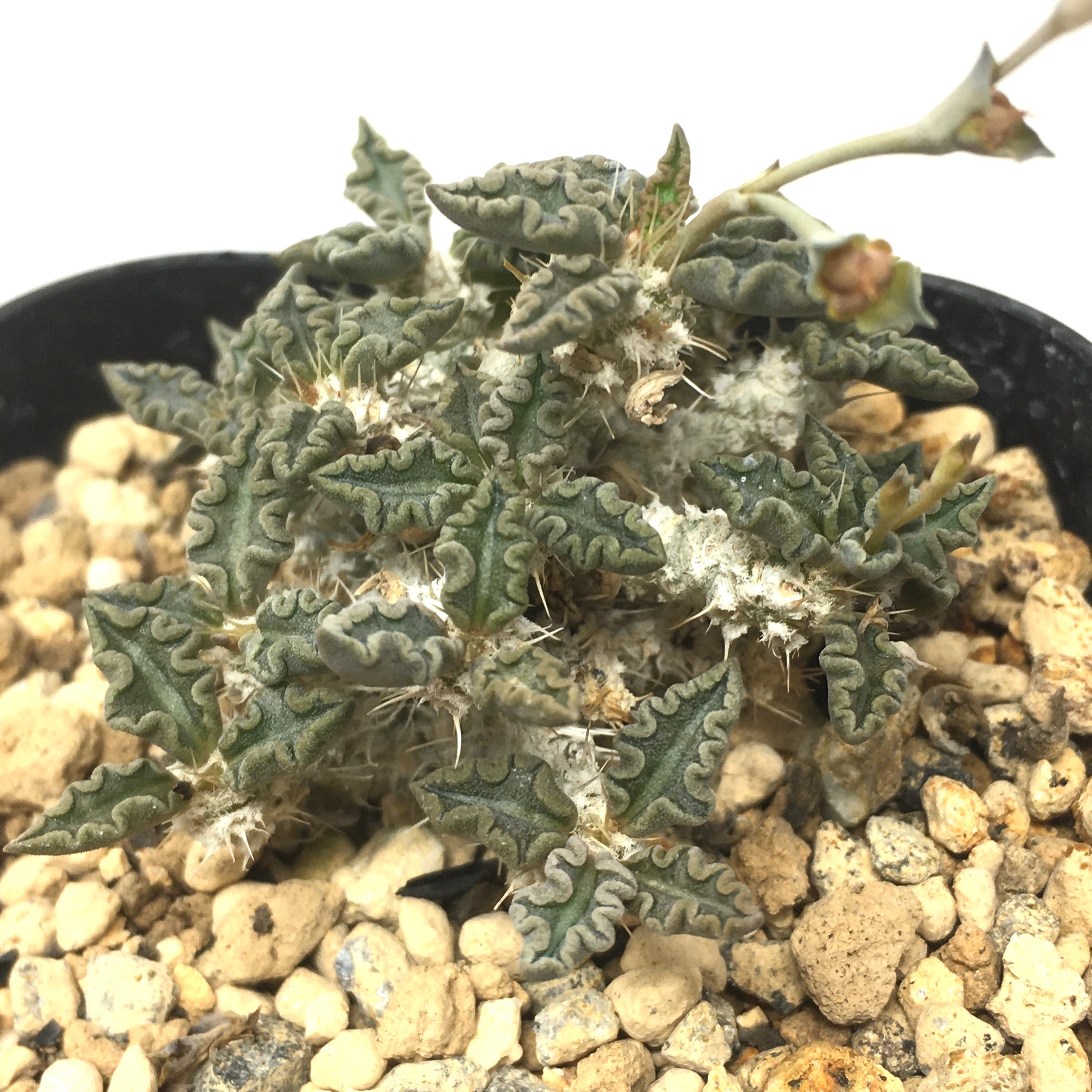 ユーフォルビア トゥレアレンシス①