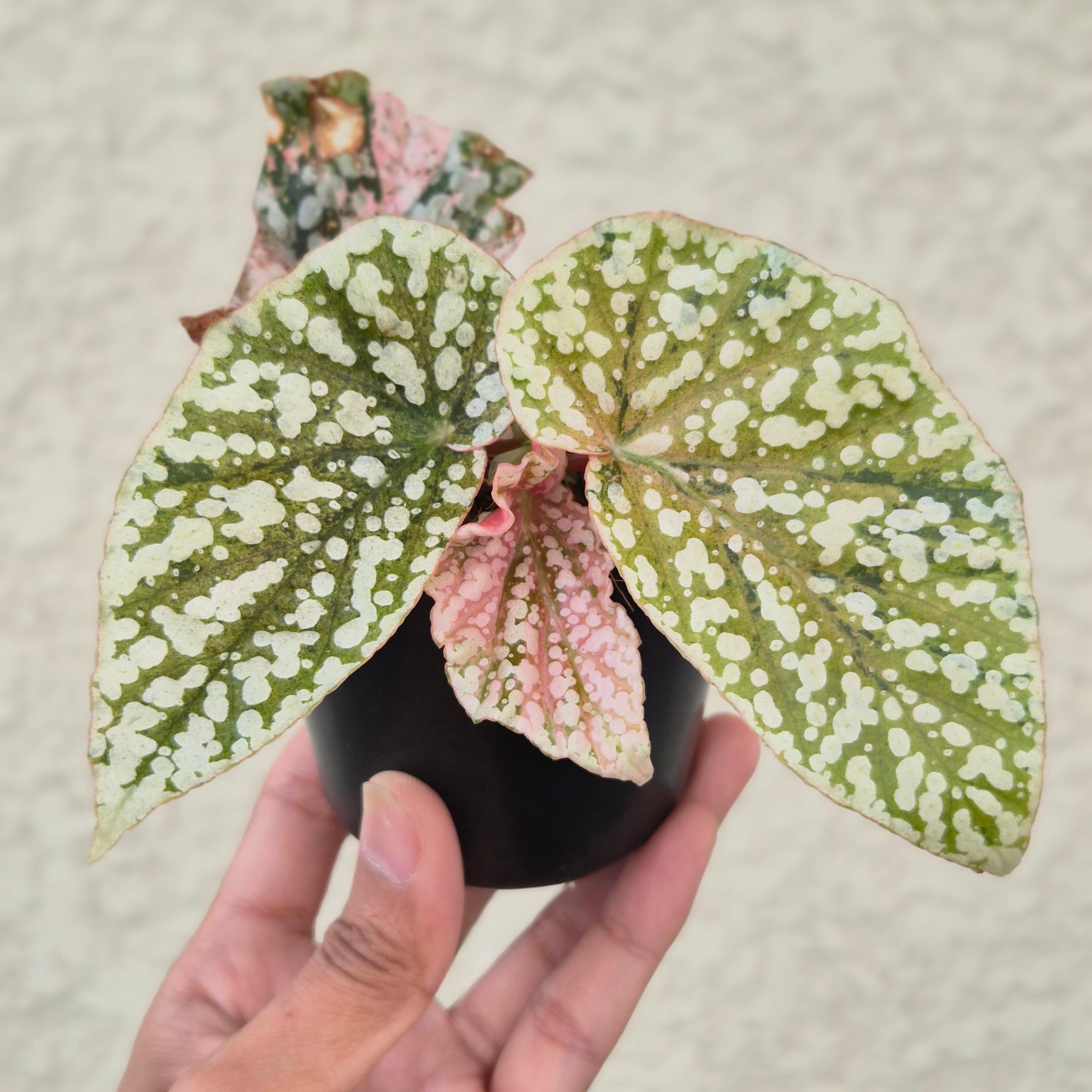 ➄《Begonia Snow Capped Pink Variegated》ベゴニア スノーキャップド
