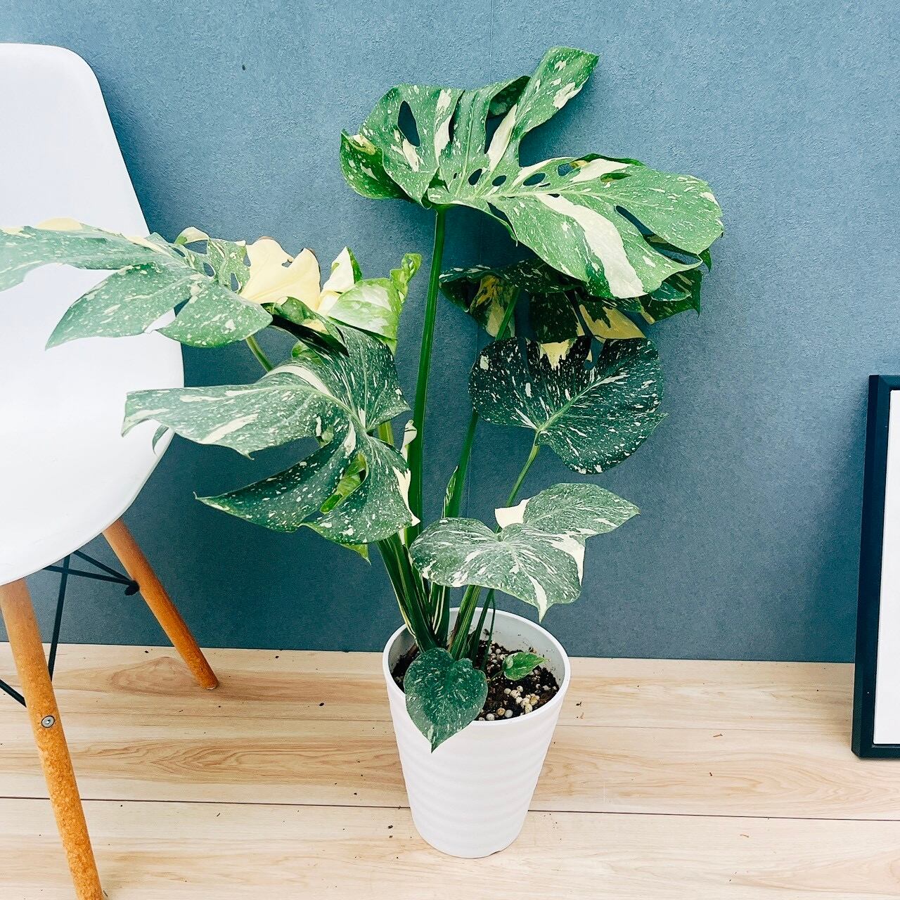 現品］【珍しい】96番 ブコニア レクルバータ バリエガータ 7号 観葉