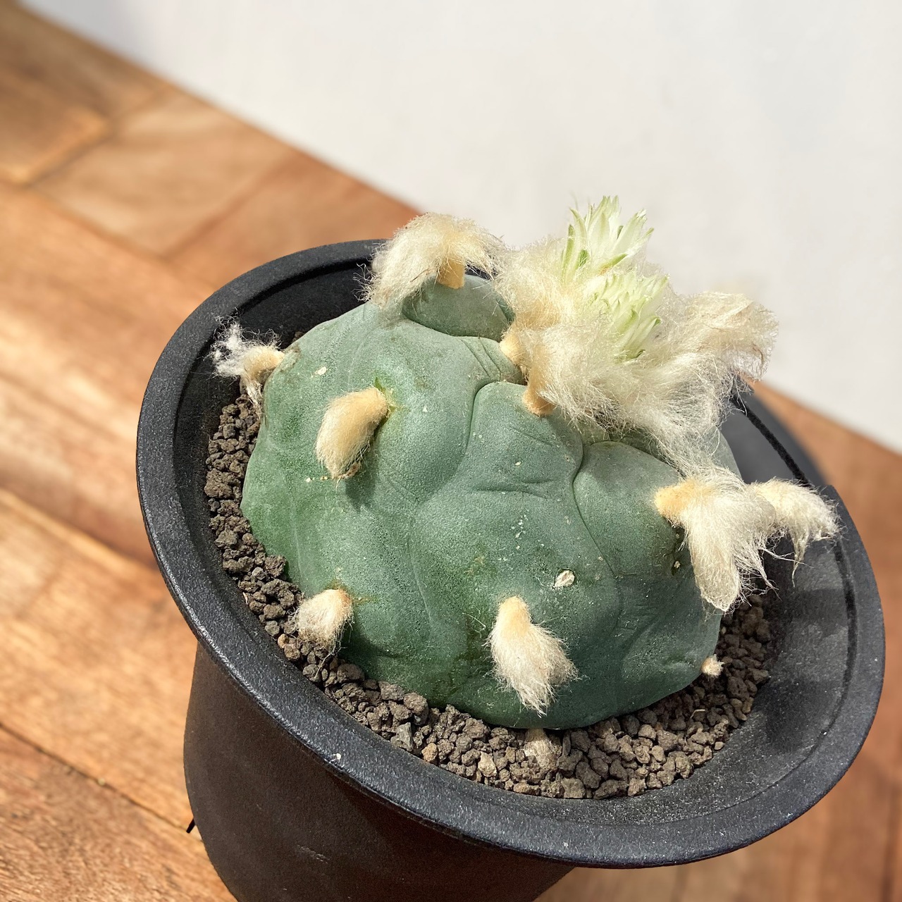 Lophophora diffusa【ロフォフォラ・グリーン多毛デフューサ】