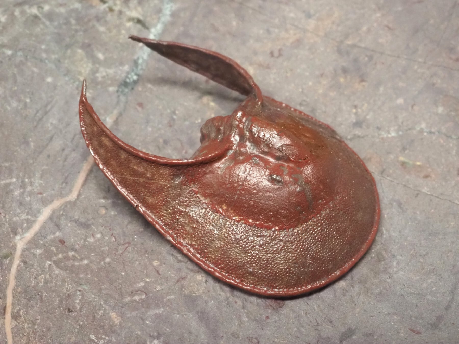 希少ロシア産！三葉虫【Asaphus sulevi】【41 g】ロシア連邦産/化石