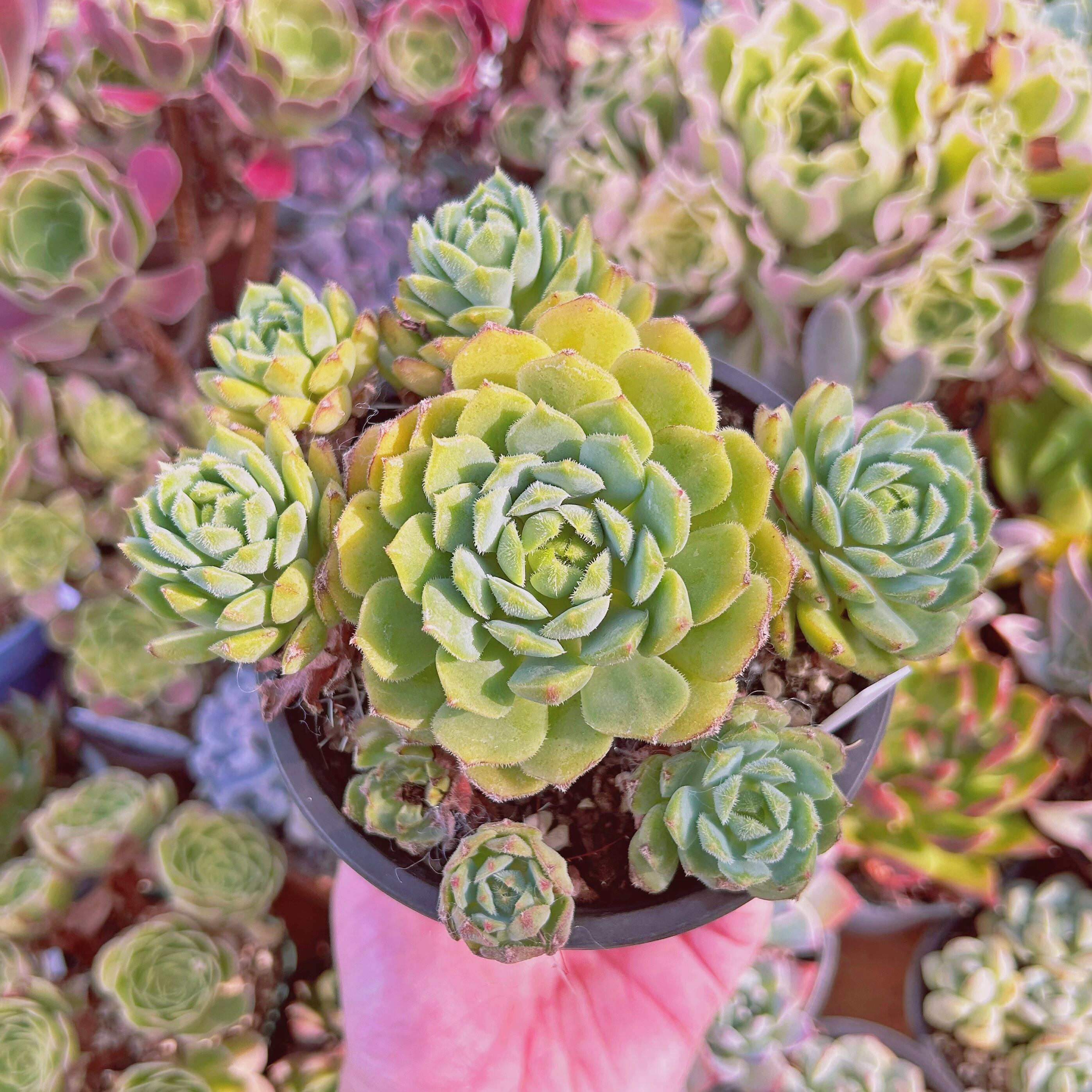 現物　多肉植物　王妃美尼晃　特大　抜き苗