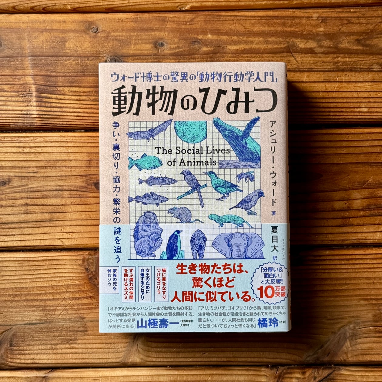 漫画 【】 生物学教育入門 科学的生物観の基礎 (1979年) 漫画 【】 生物学教育入門 科学的生物観の基礎 (1979年)