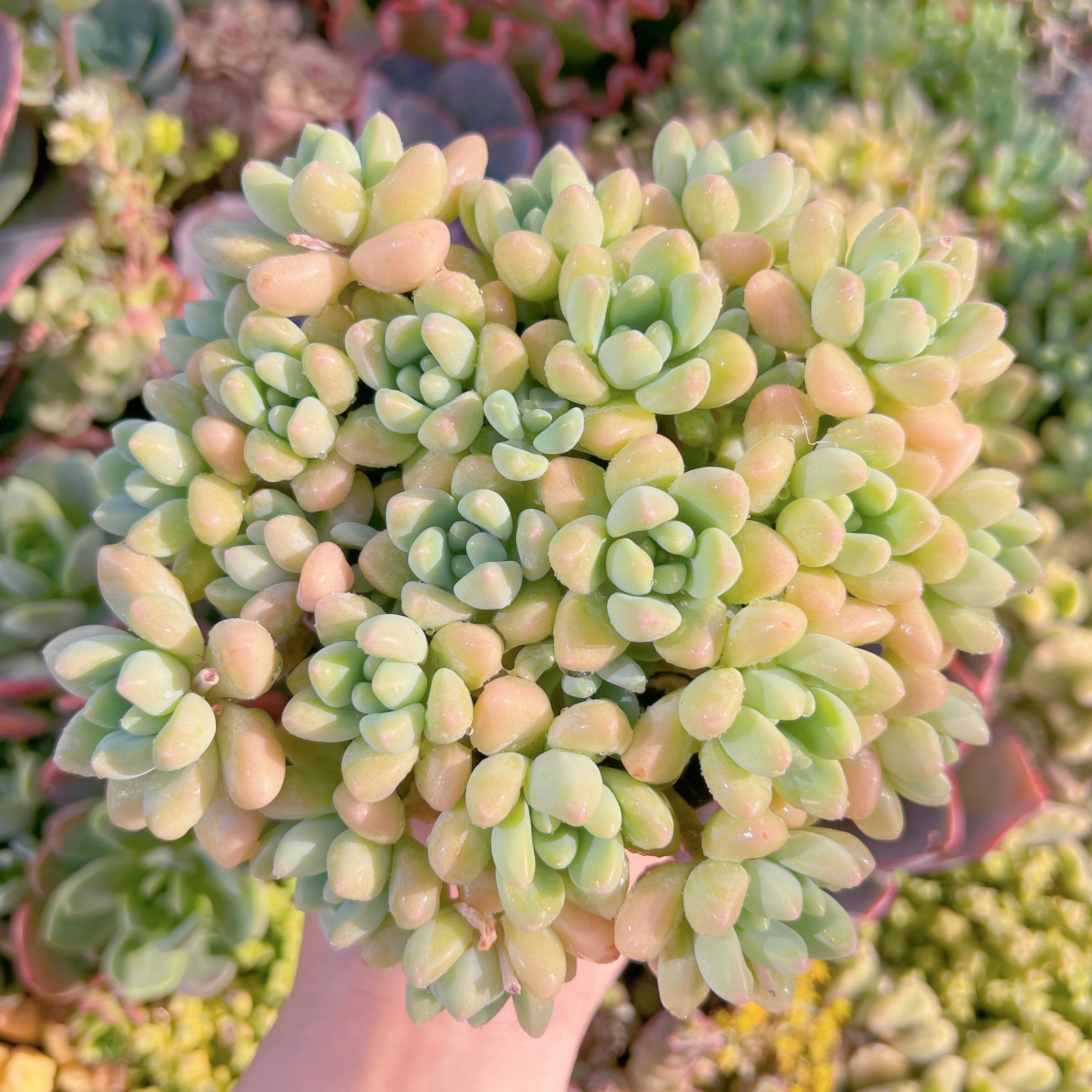 現品　ホワイトケーキ#602　大群生　るる農園