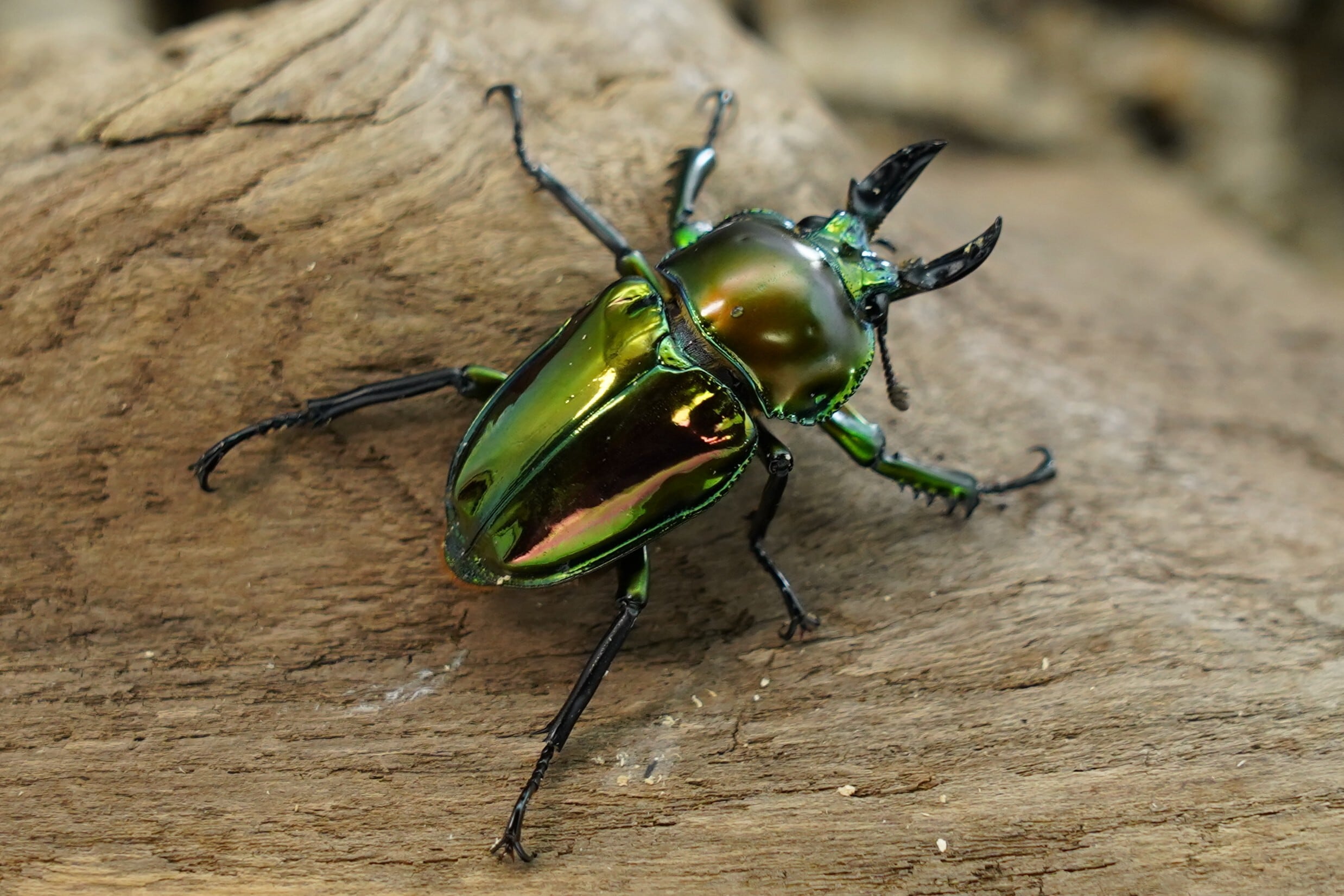 ニジイロクワガタ – insect ytt 青紋(ラピス)×本家ピカールニジイロ