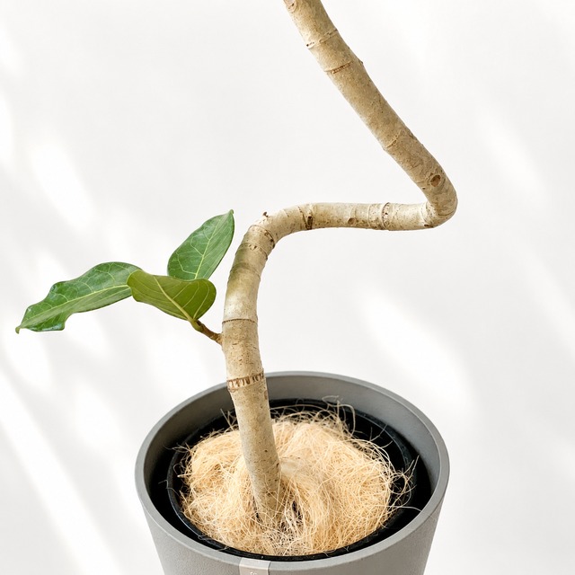 【Premium Plants】沖縄産 登録品種｜フィカス・ベンガレンシス「ジョイハート」7号 鉢カバー付き calm cafe