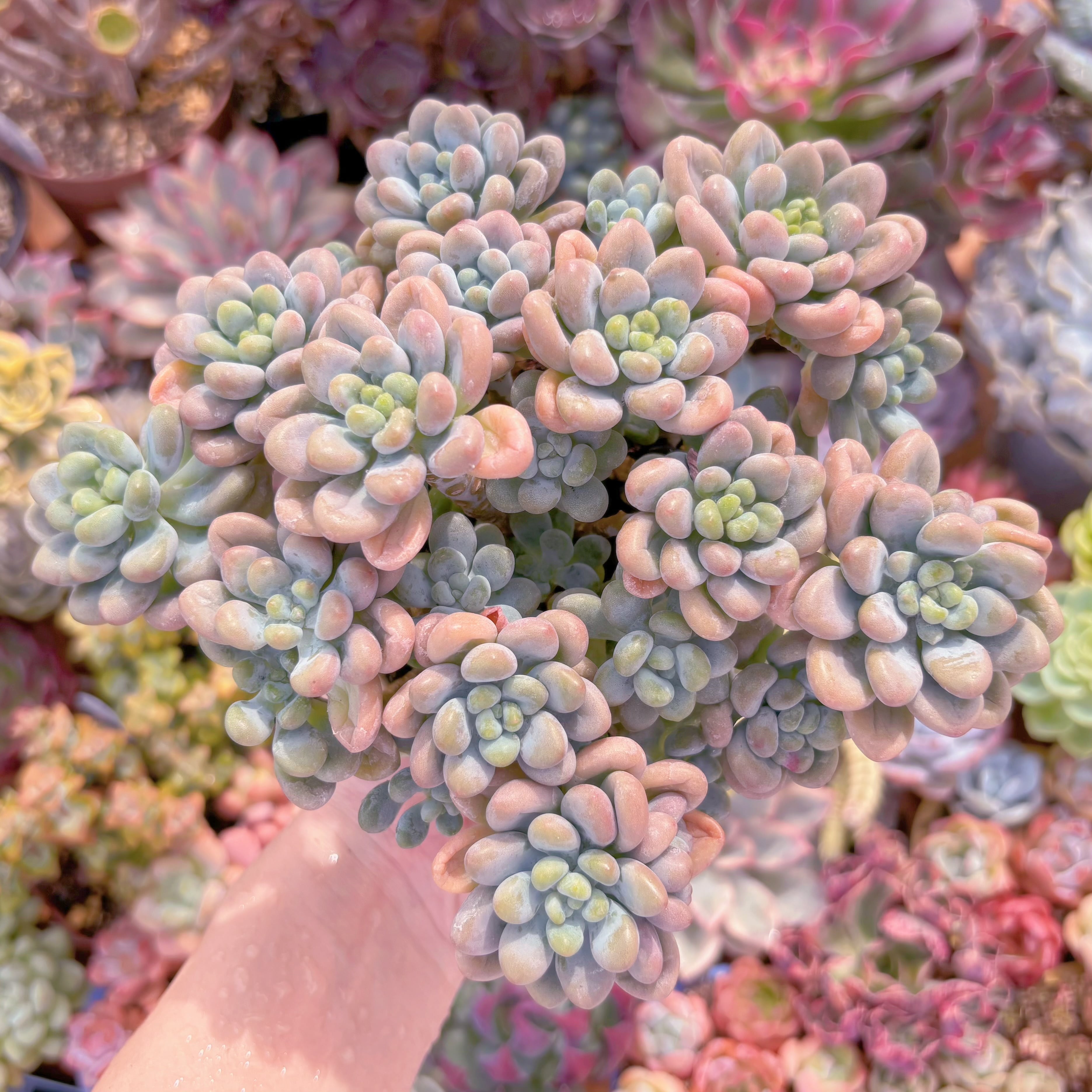 現品　マカロンxロココ#F079　るる農園