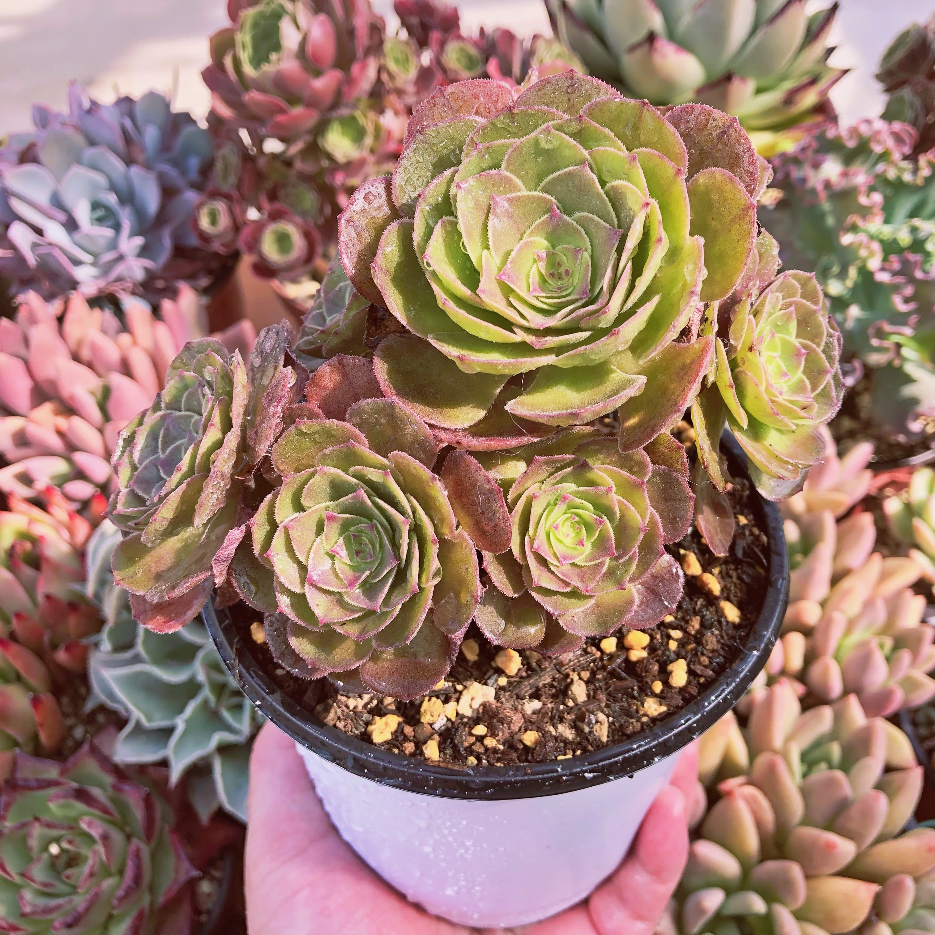 多肉植物　ハロウィン　4～7頭　大群生