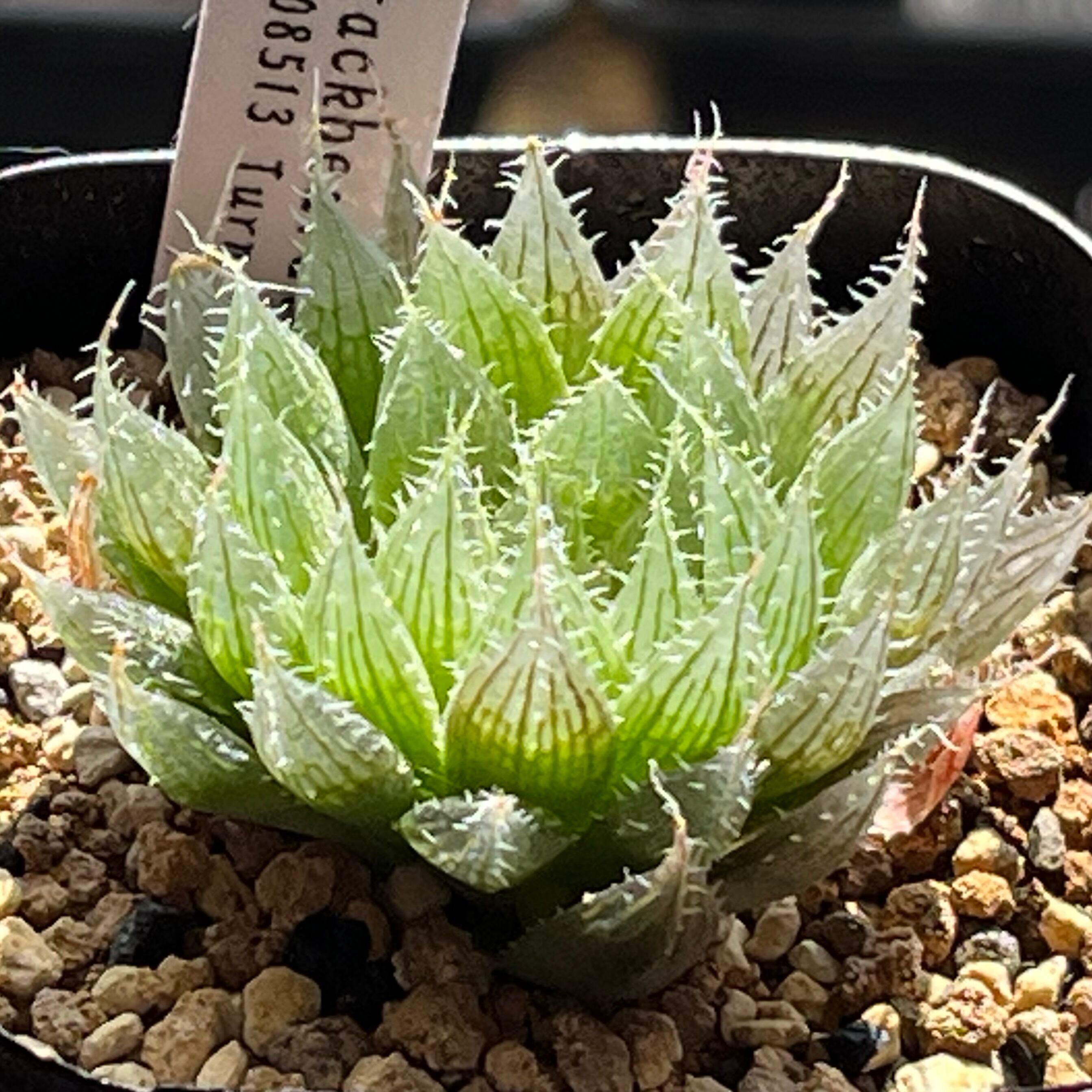 ハオルチア 太陽の恋人(微発根) | mocono_plants