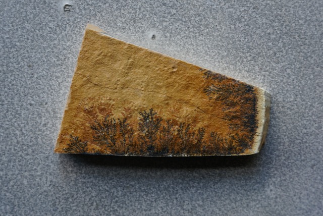 デンドライト 忍石 Dendritic limestone  ④