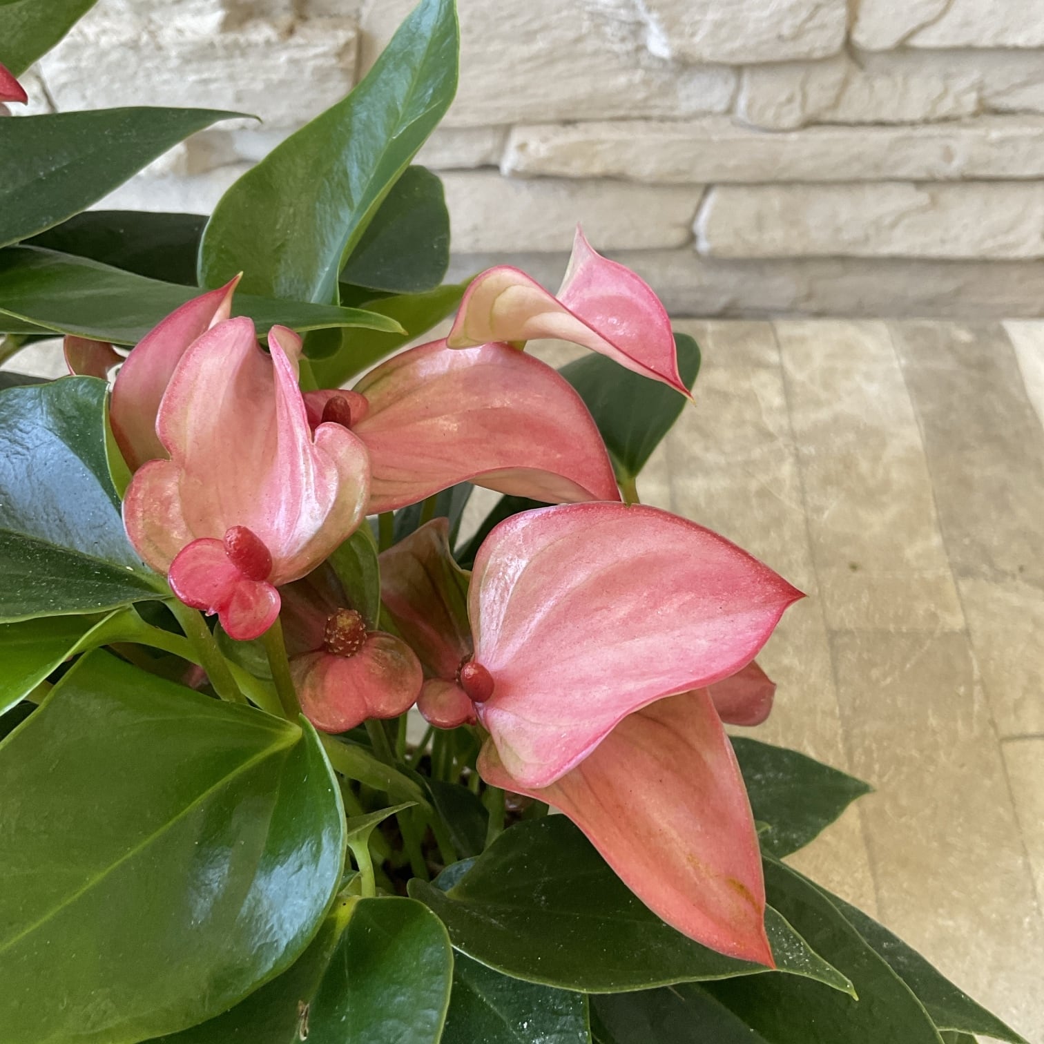 送料無料】ウエストリンギア 白花 スタンダード仕立て 8寸鉢 | 橋本種苗園