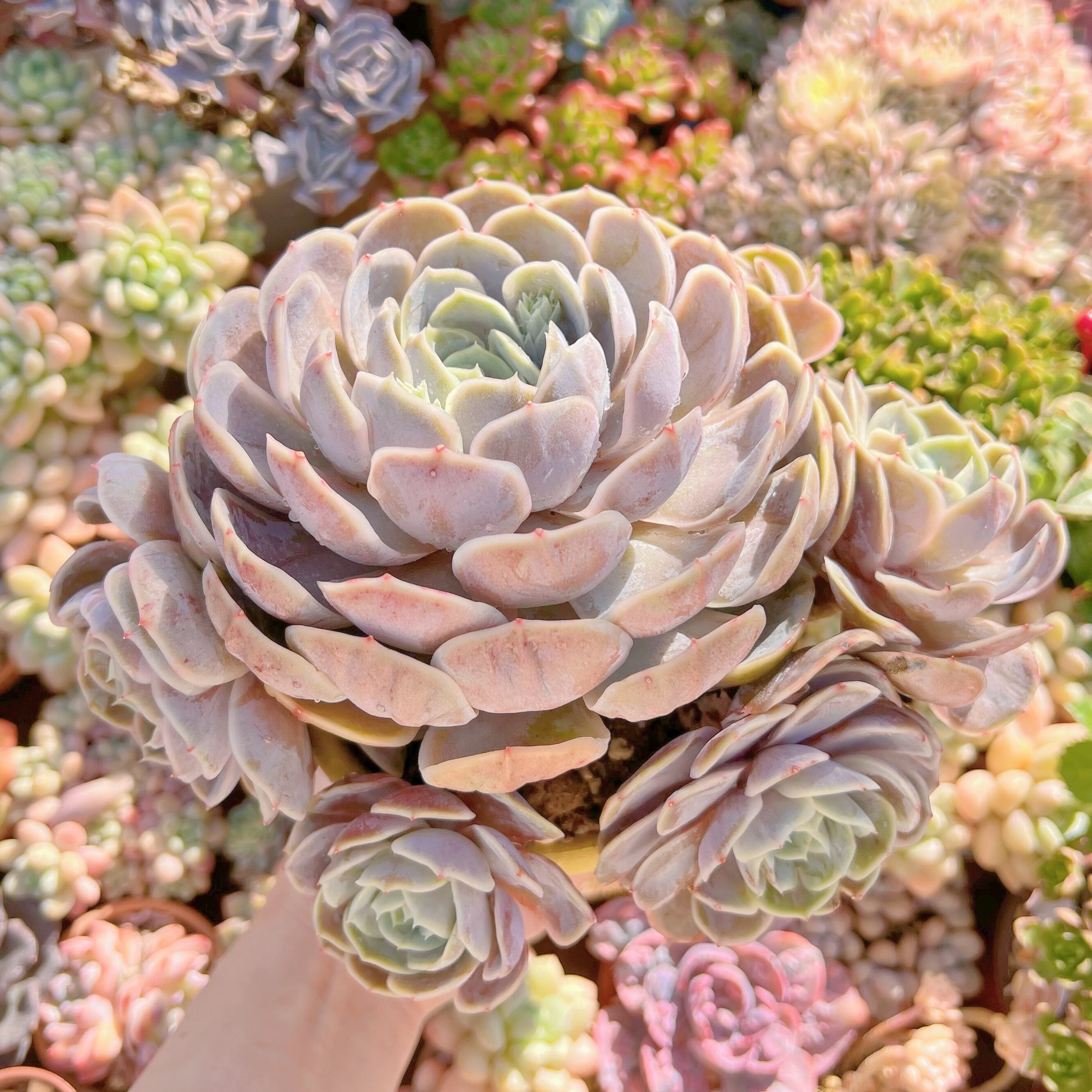 現品　Blue Surprise#215　新入荷　大群生約25cm　るる農園