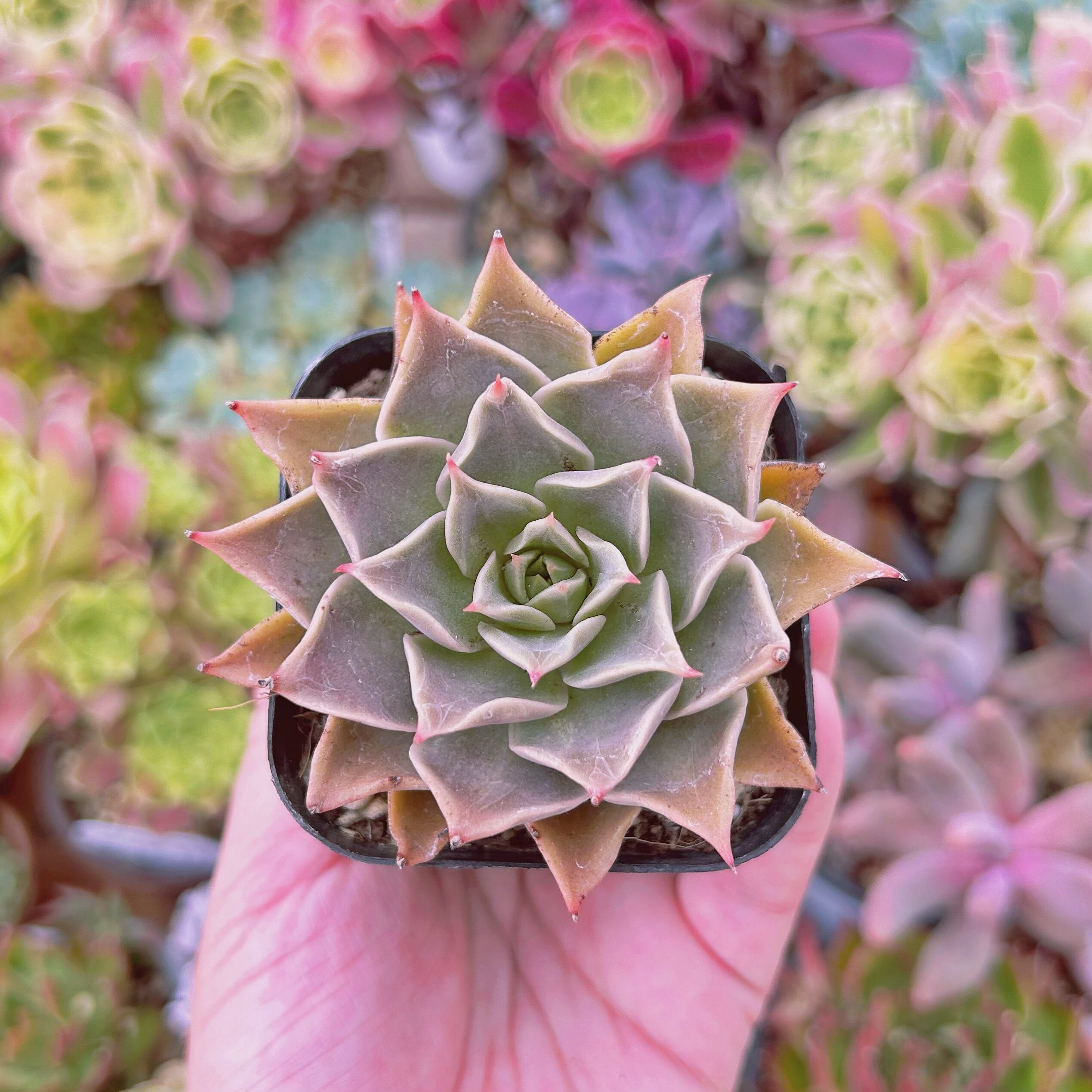 #2001現物　多肉植物　ミヤ　抜き苗