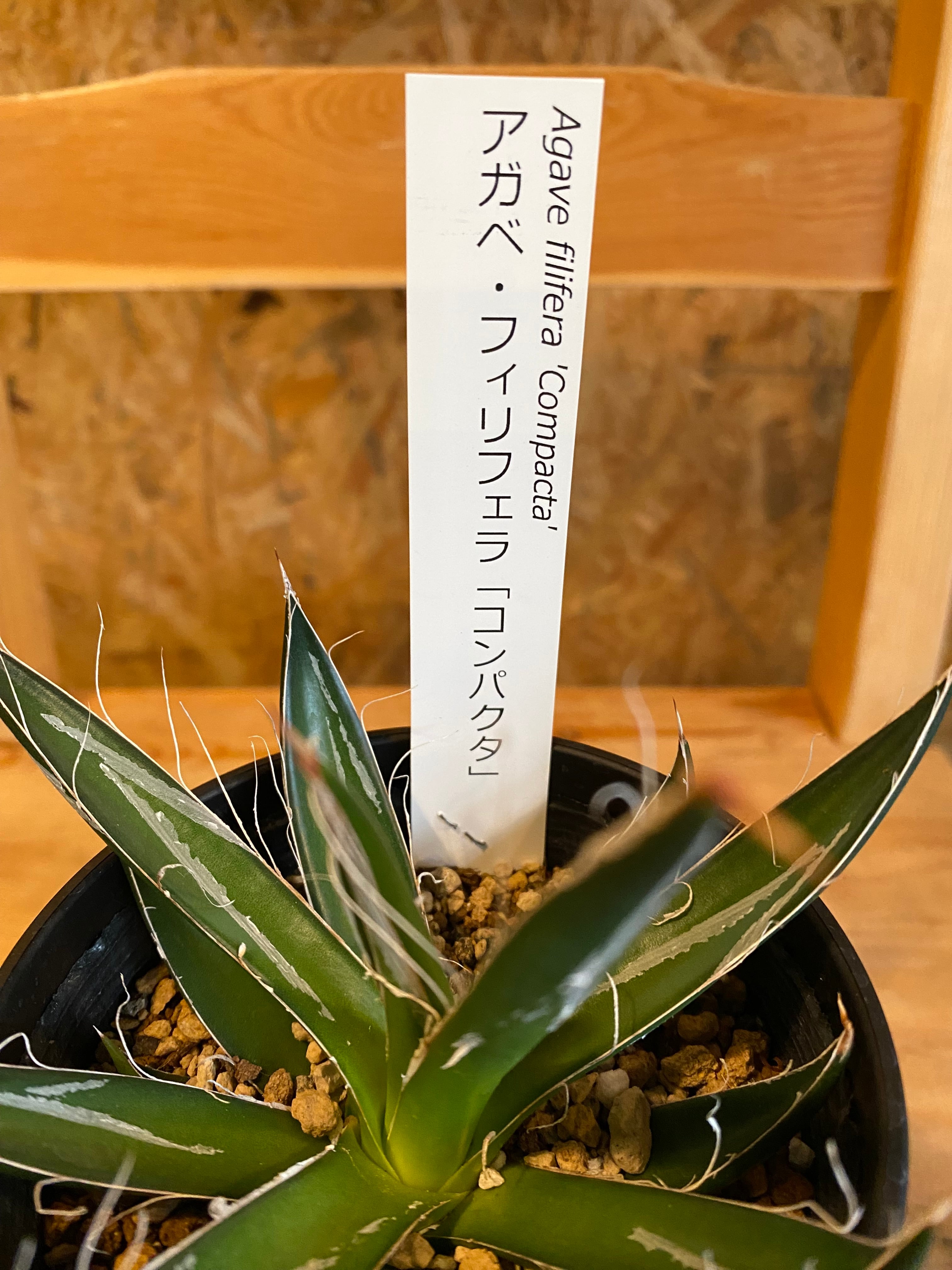 【双子】アガベ フィリフェラコンパクタ 双子】アガベ フィリフェラコンパクタ