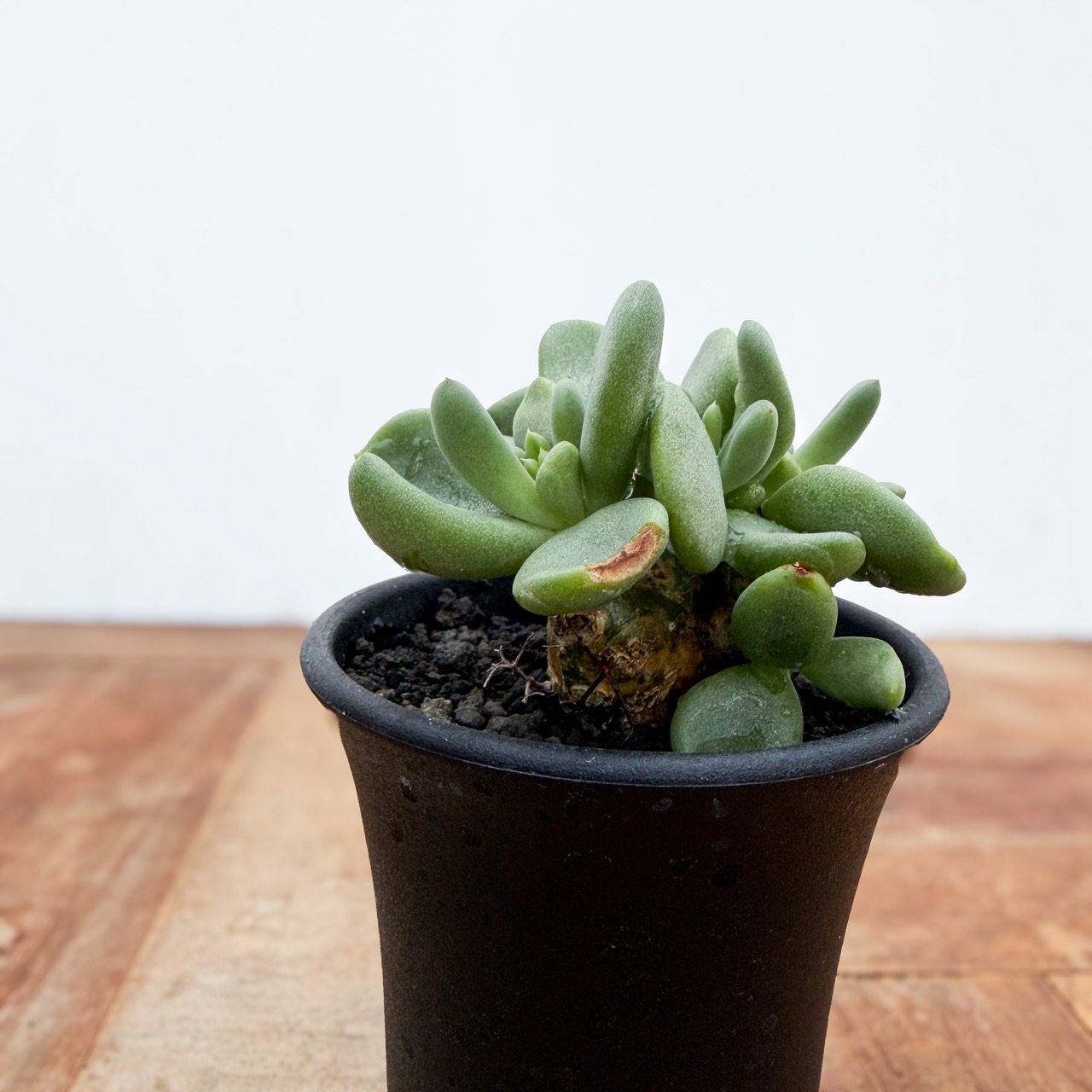 Tylecodon reticulatus【チレコドン・万物想・実生】