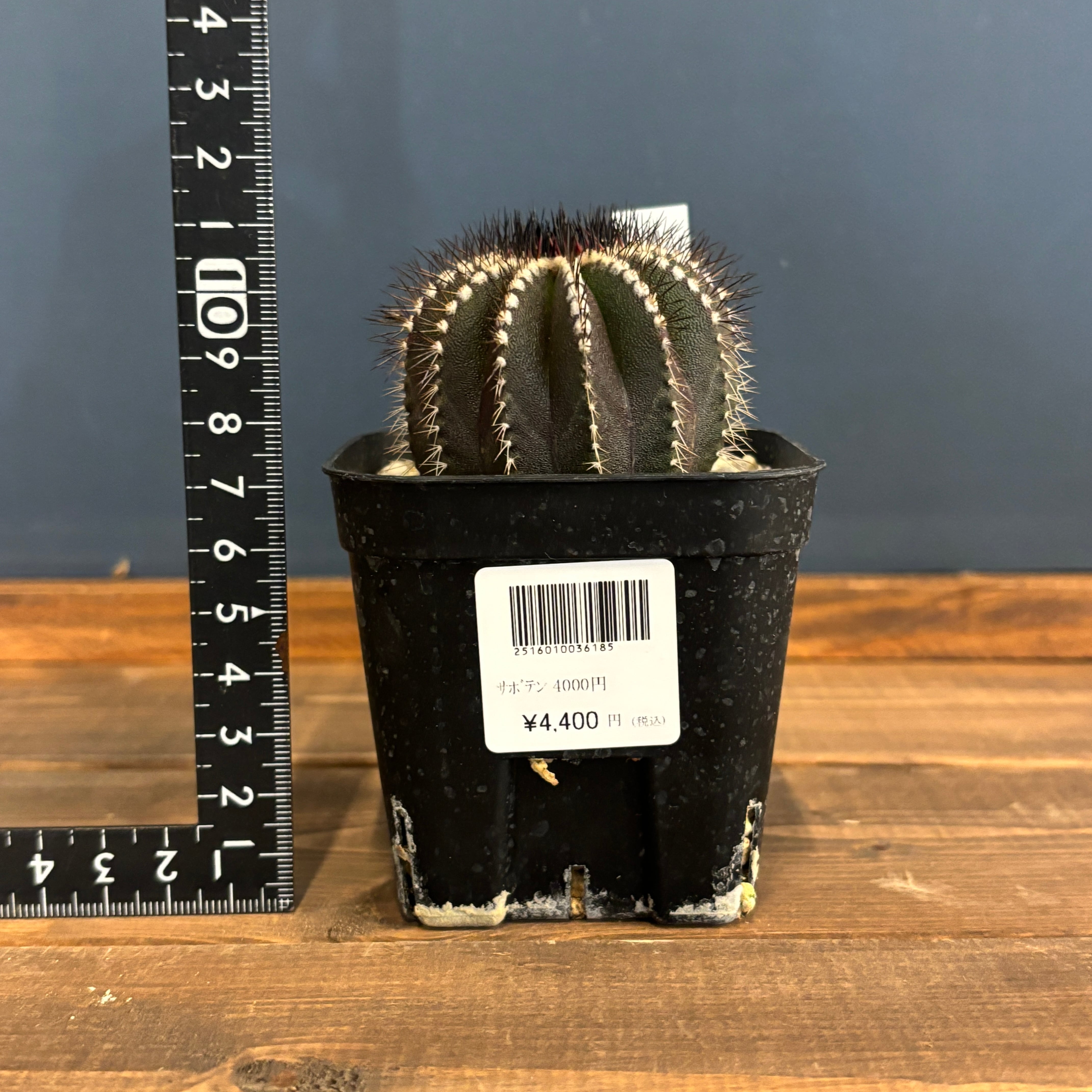 サボテン ユーベルマニア ペクチニフェラ【743】 | PROTOLEAF プロトリーフ