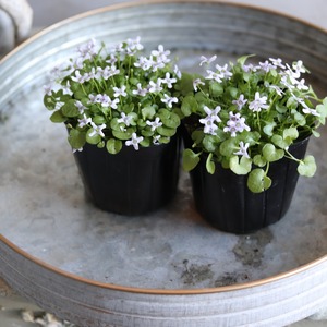 イオノプシジューム　バイオレットクレス　小さなお花　横にひろがる　寄せ植えにオススメ