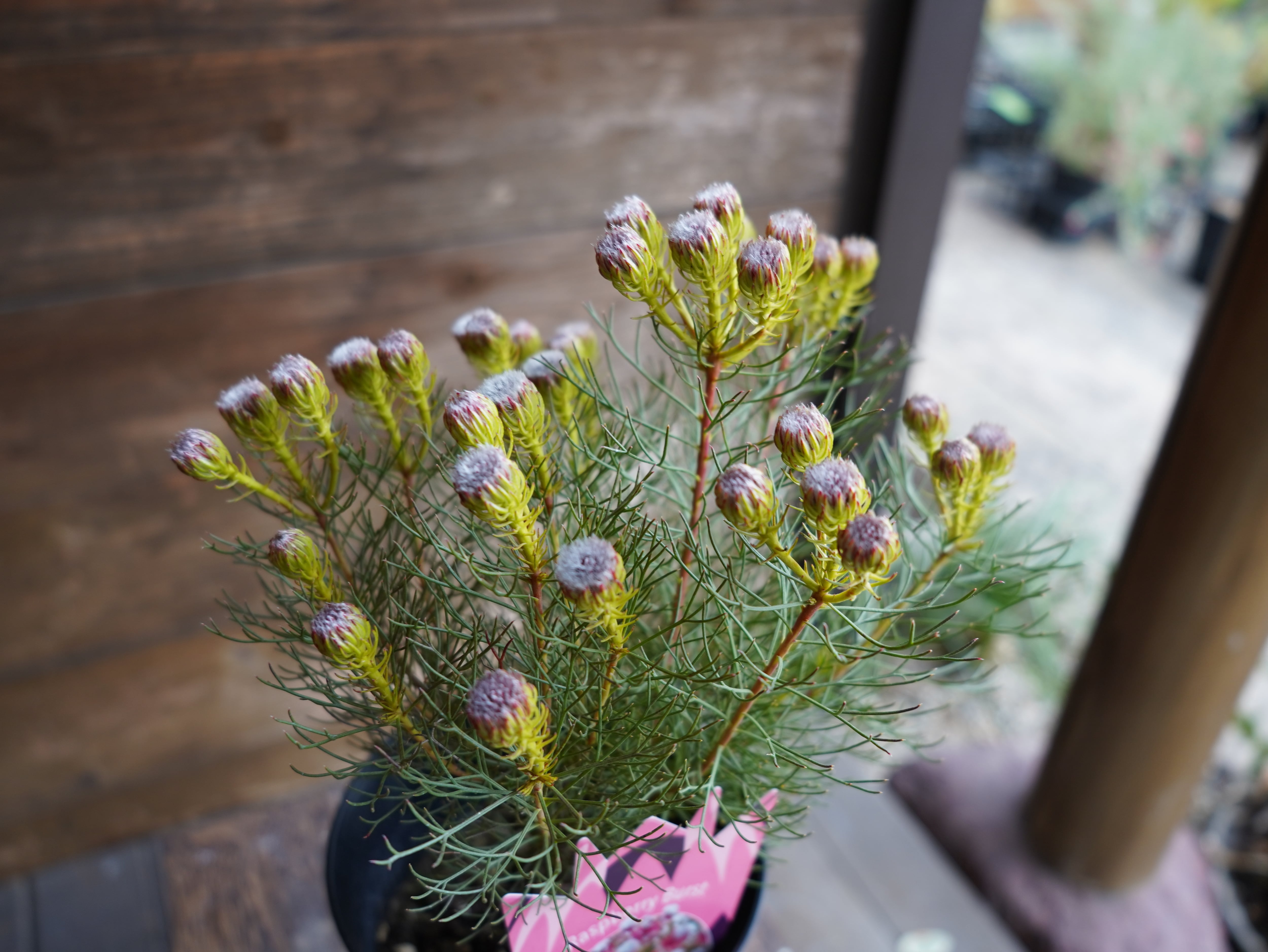 【現物】セルリア ”ラズベリーバースト” A