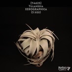 【送料無料】xerographica S〔エアプランツ〕現品発送T4625