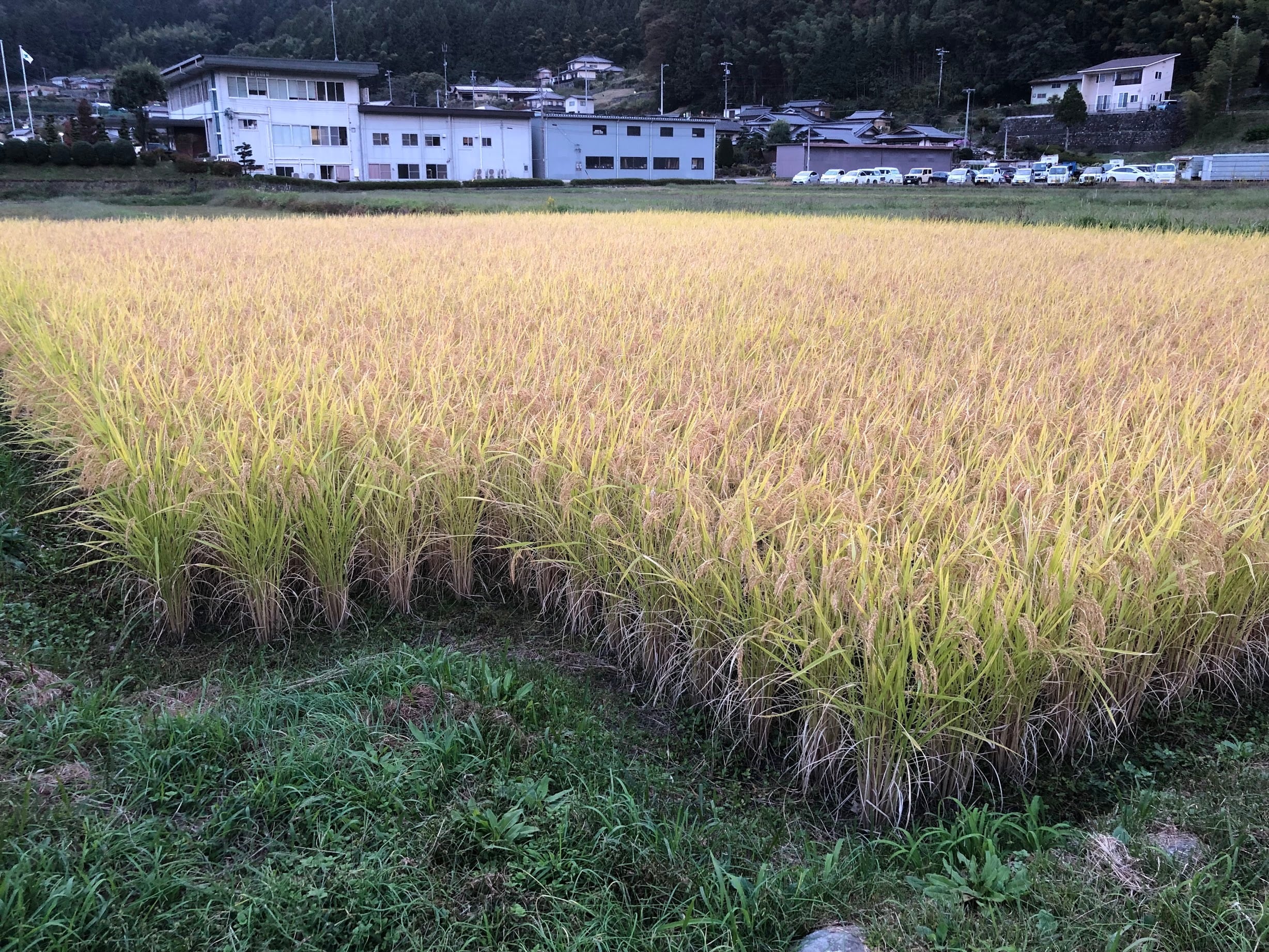 2025年産【幻の米 旭】 白米9kg | koneri online shop
