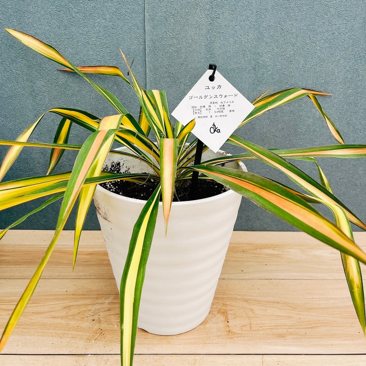 現品］【希少】2番 ドラセナ レモンサプライズ 8号 観葉植物 室内 黄