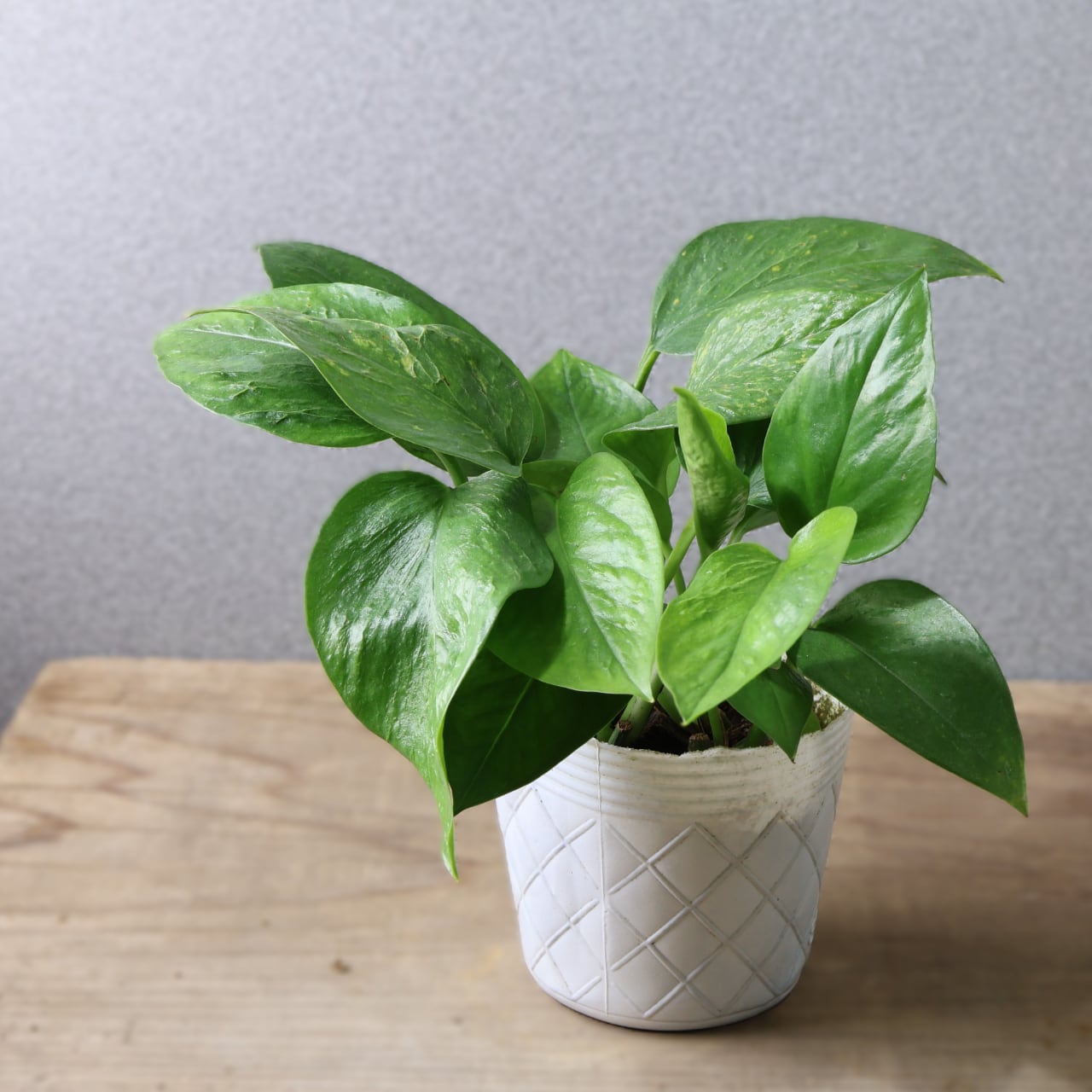 535『ポトス テルノシリーズ 3種セット』観葉植物【送料無料】 | MARX