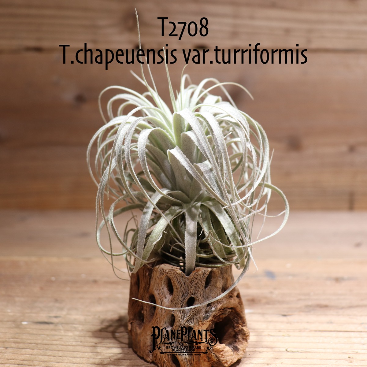 送料無料】chapeuensis var.turriformis〔エアプランツ〕現品発送T2708 