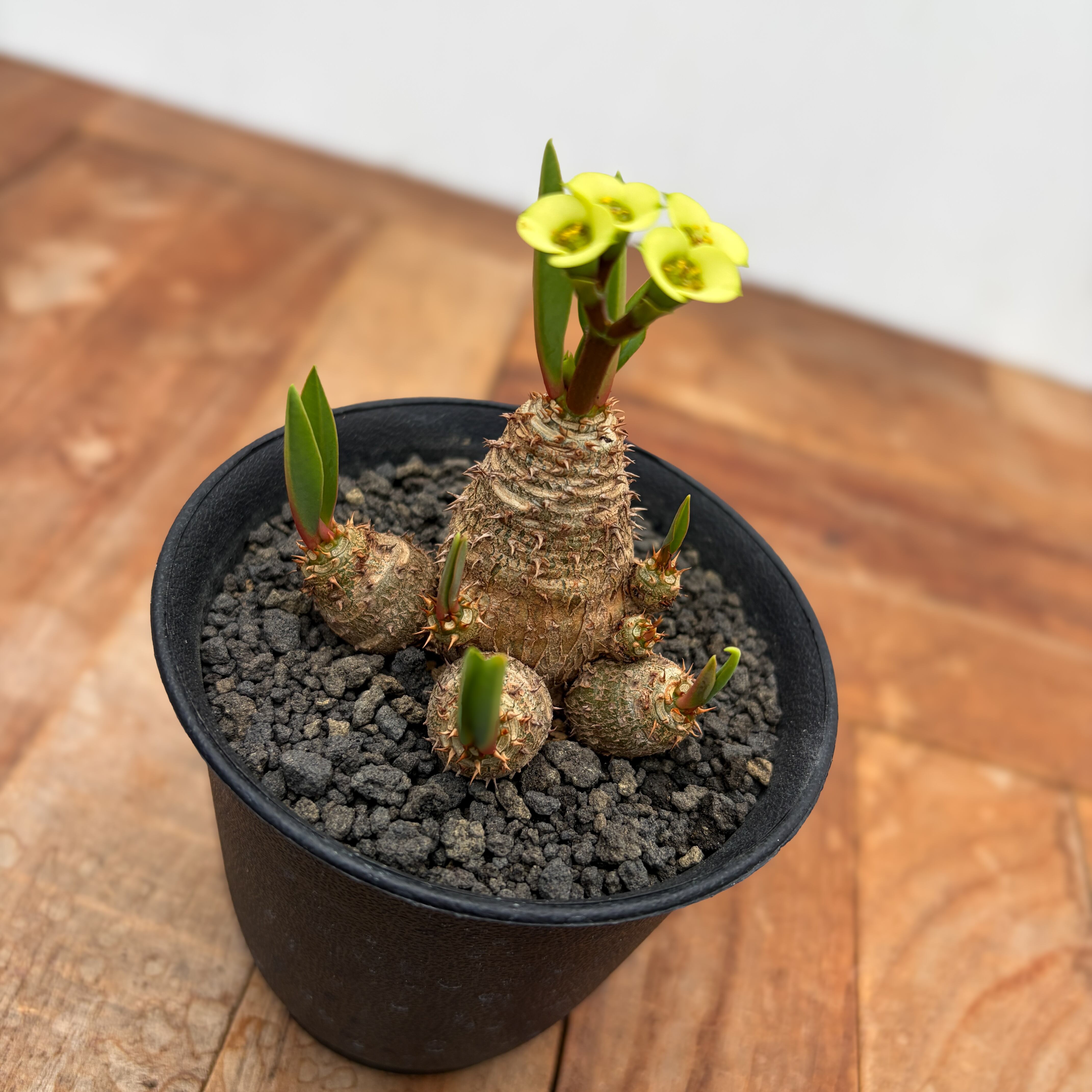 Euphorbia brevifolia【ユーフォルビア・ブレビフォリア】 | RIMO'S