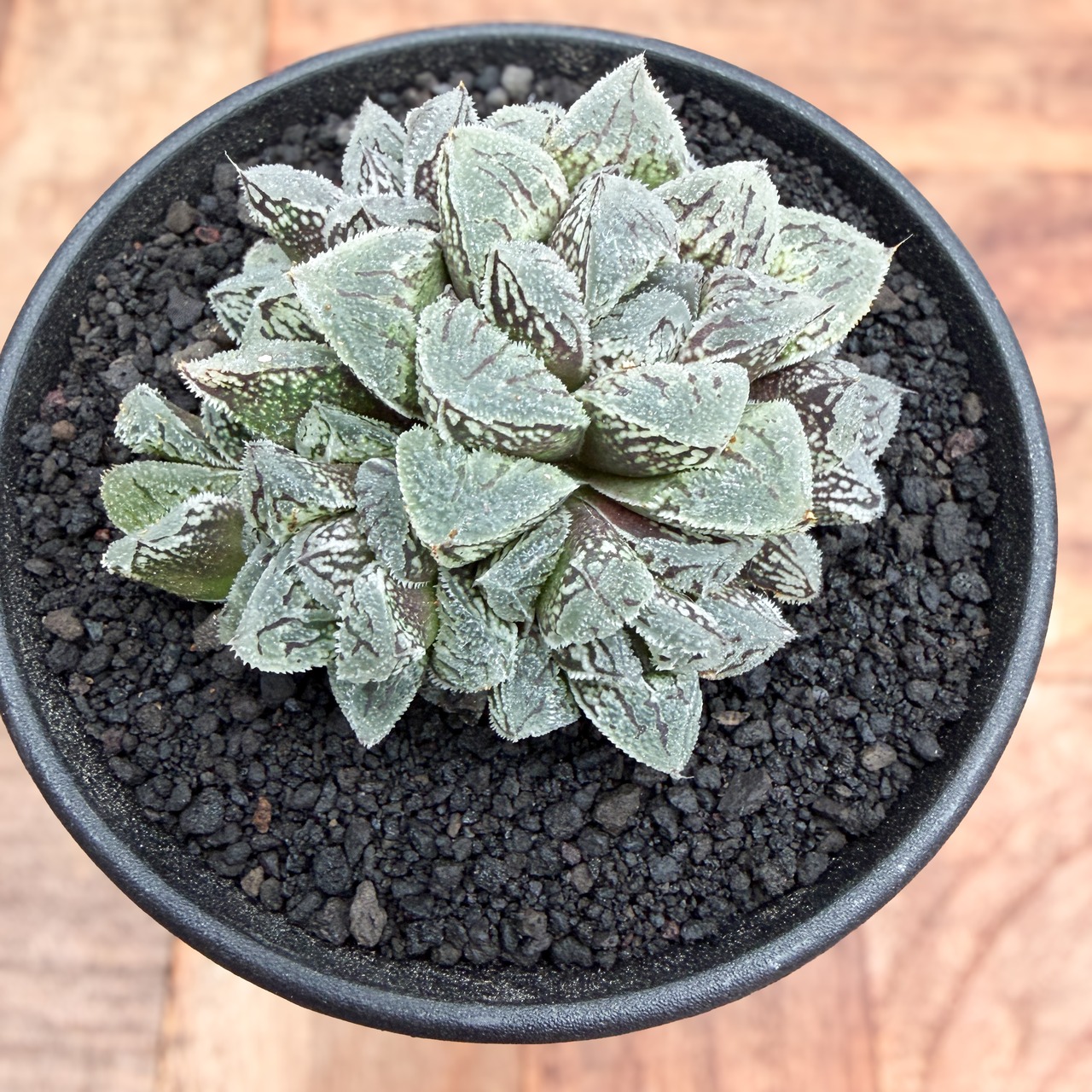 Haworthia ‘Kurozatou’【ハオルチア・黒砂糖】