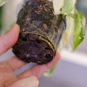 Philodendron Radiatum x Florida Beauty x Mayoi / フィロデンドロン②