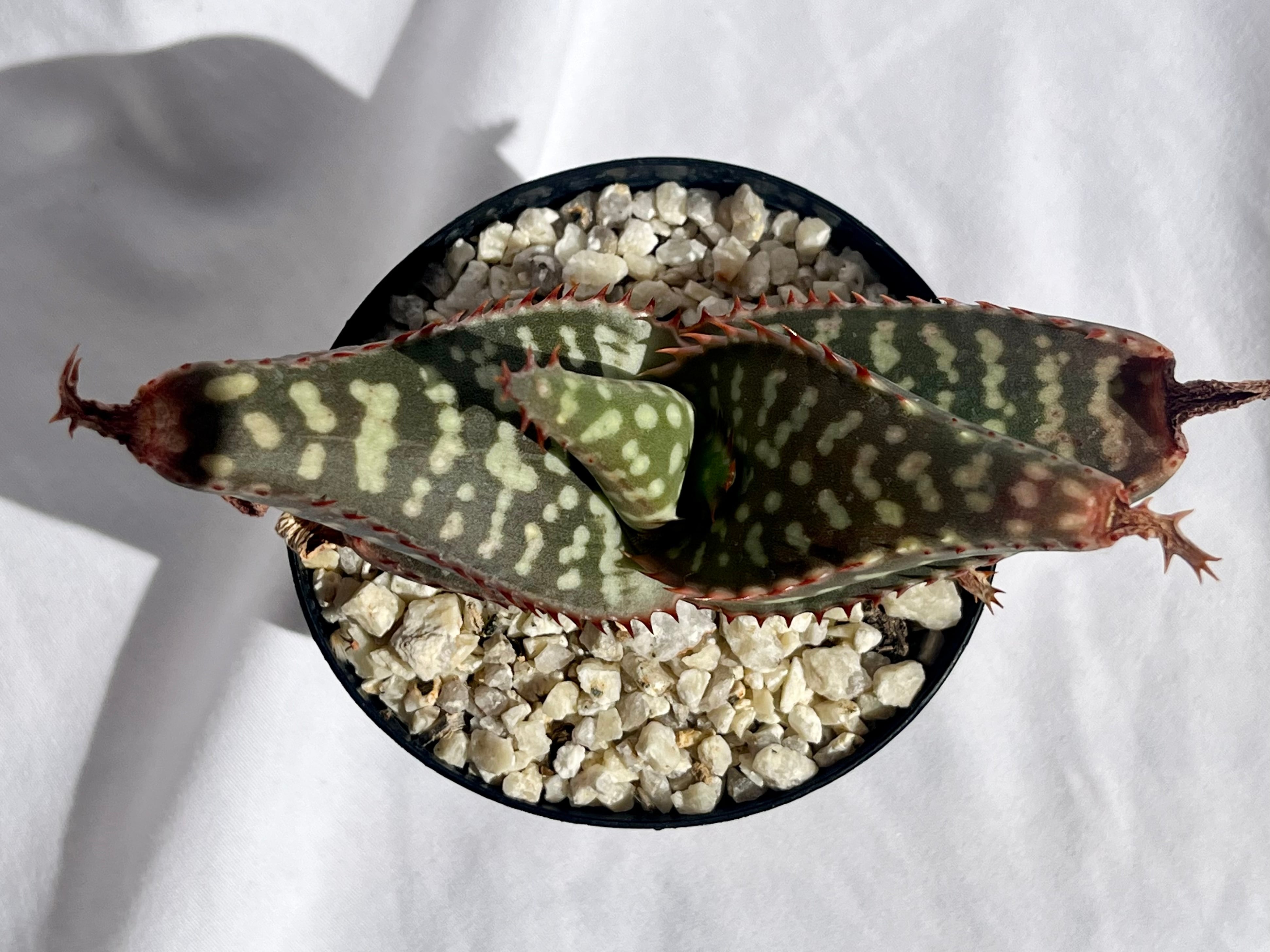 Aloe maculata v.latifolia アロエ ラティフォリア 多肉植物 | plants