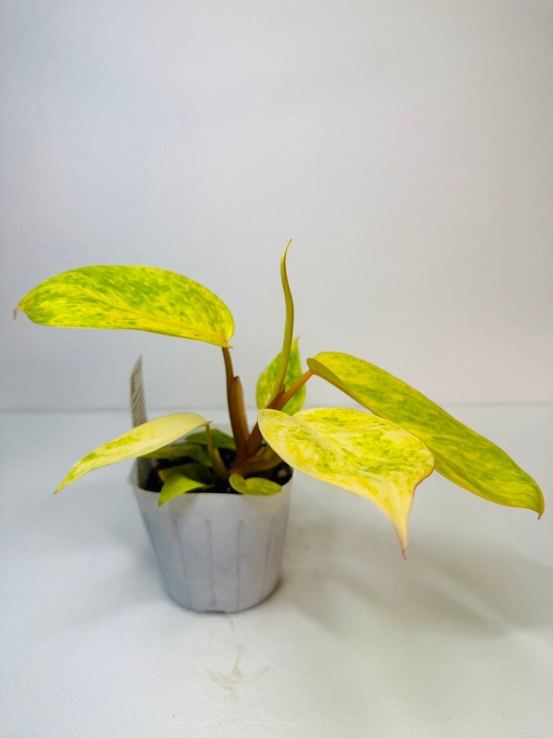ビレッティアエ フィロデンドロン 観葉植物 4号 | 観葉植物と雑貨のお