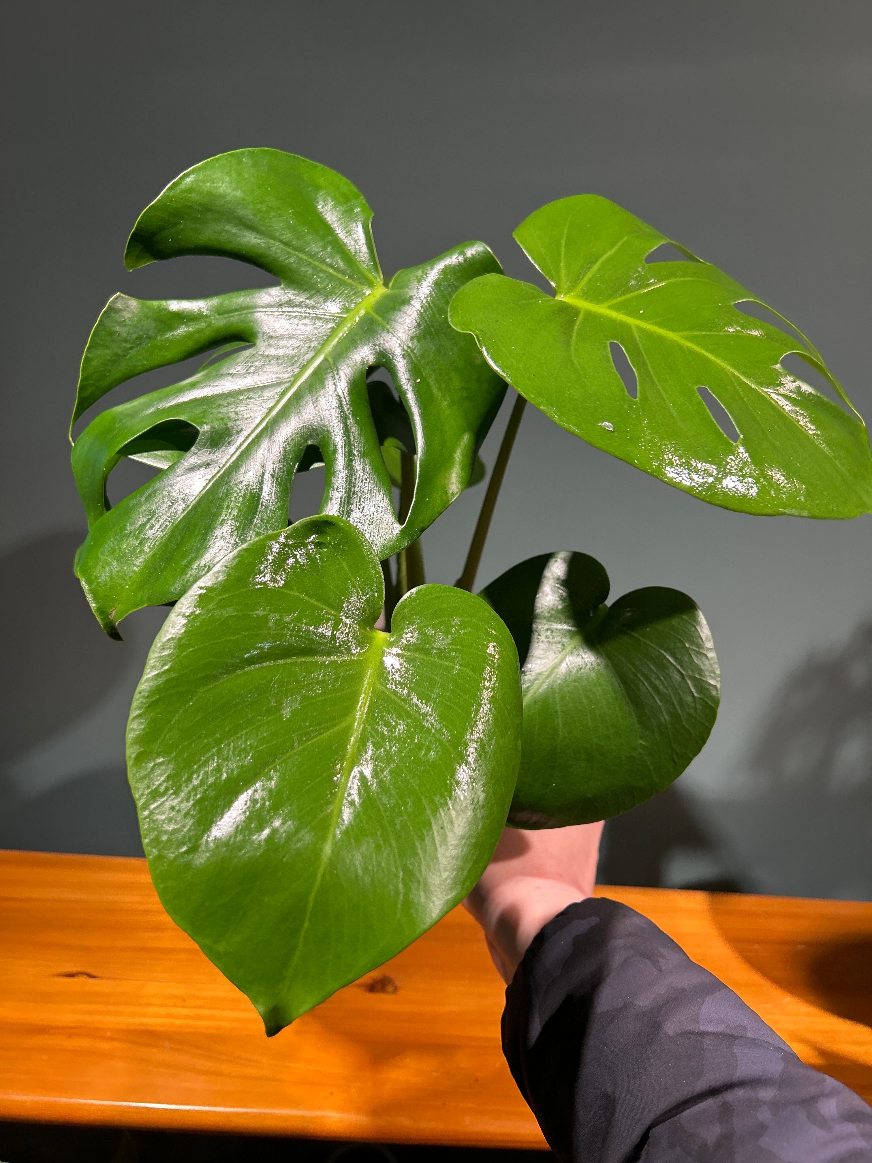 モンステラ 5号 | 植物との暮らし apricot