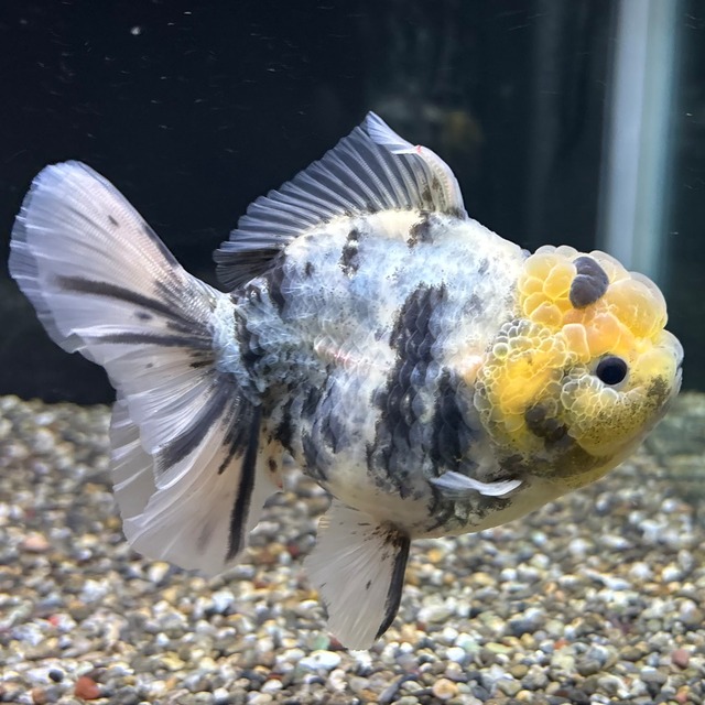 【セレクト】オランダST １２ｃｍ