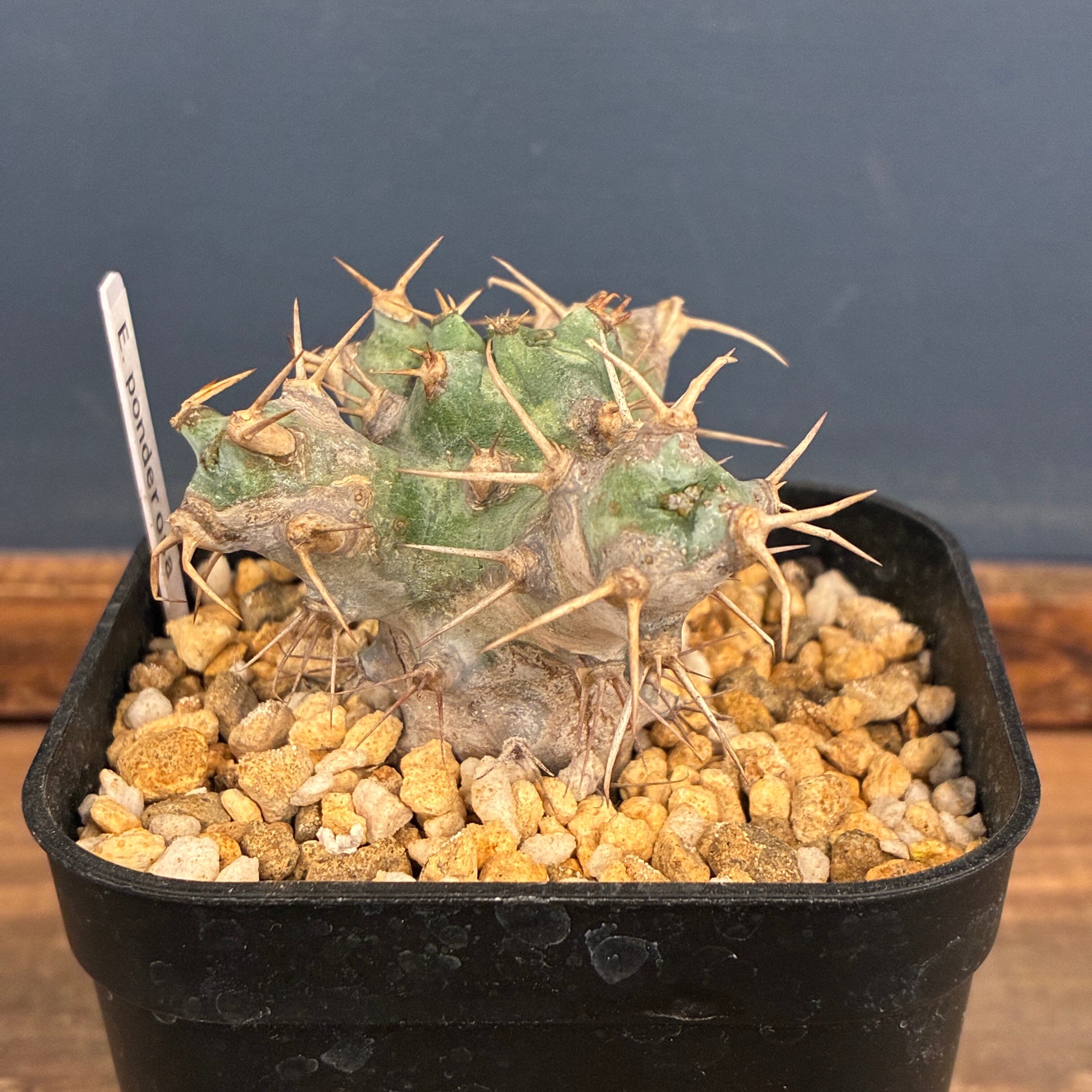 ユーフォルビア ポンデローサ'綴化② 多肉植物 サボテン 塊根 1万円以上10%OFFクーポン対象】ユーフォルビア ポンデローサ【159