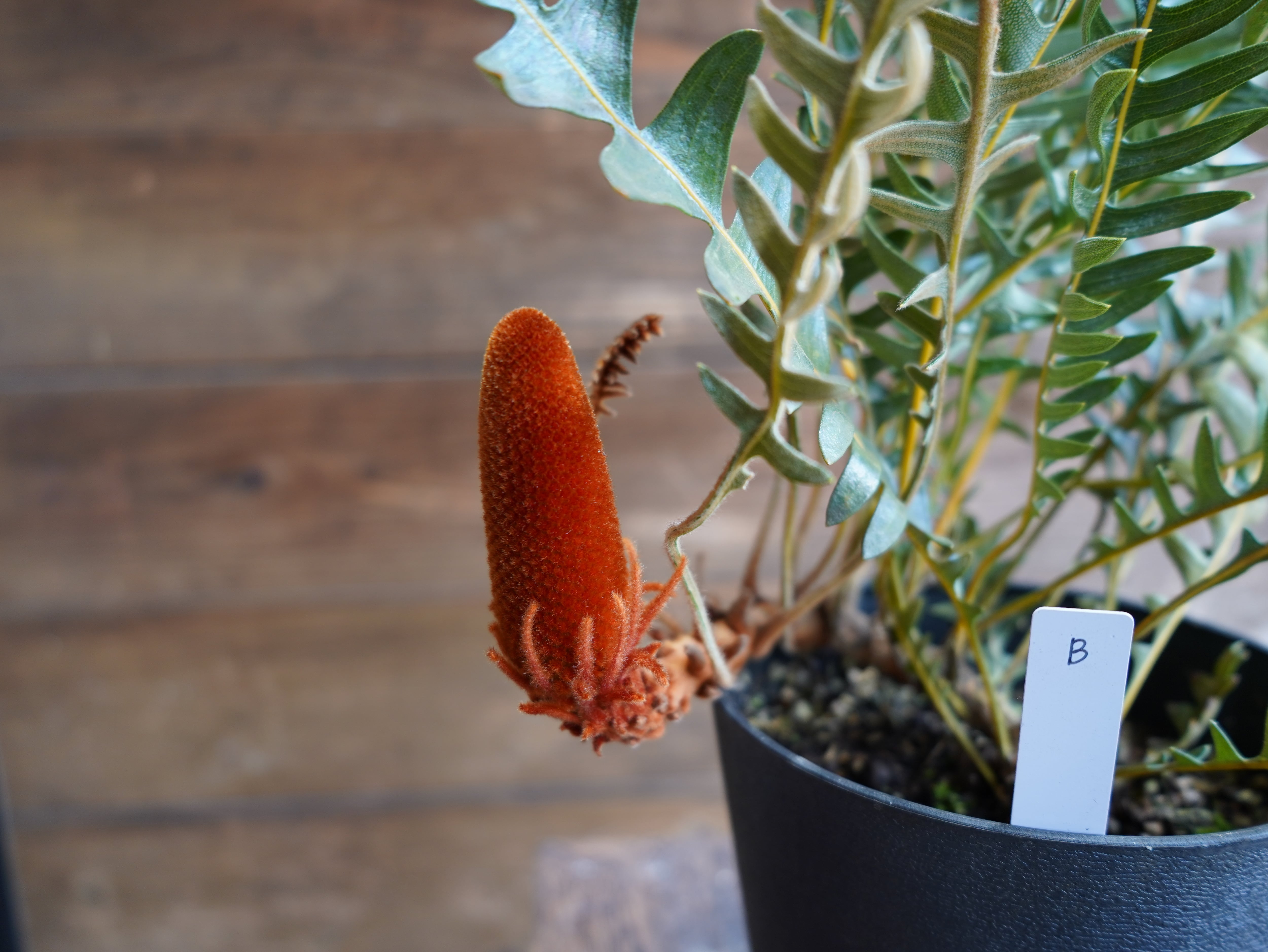 【現物】バンクシア "ブレイクニフォリア" B